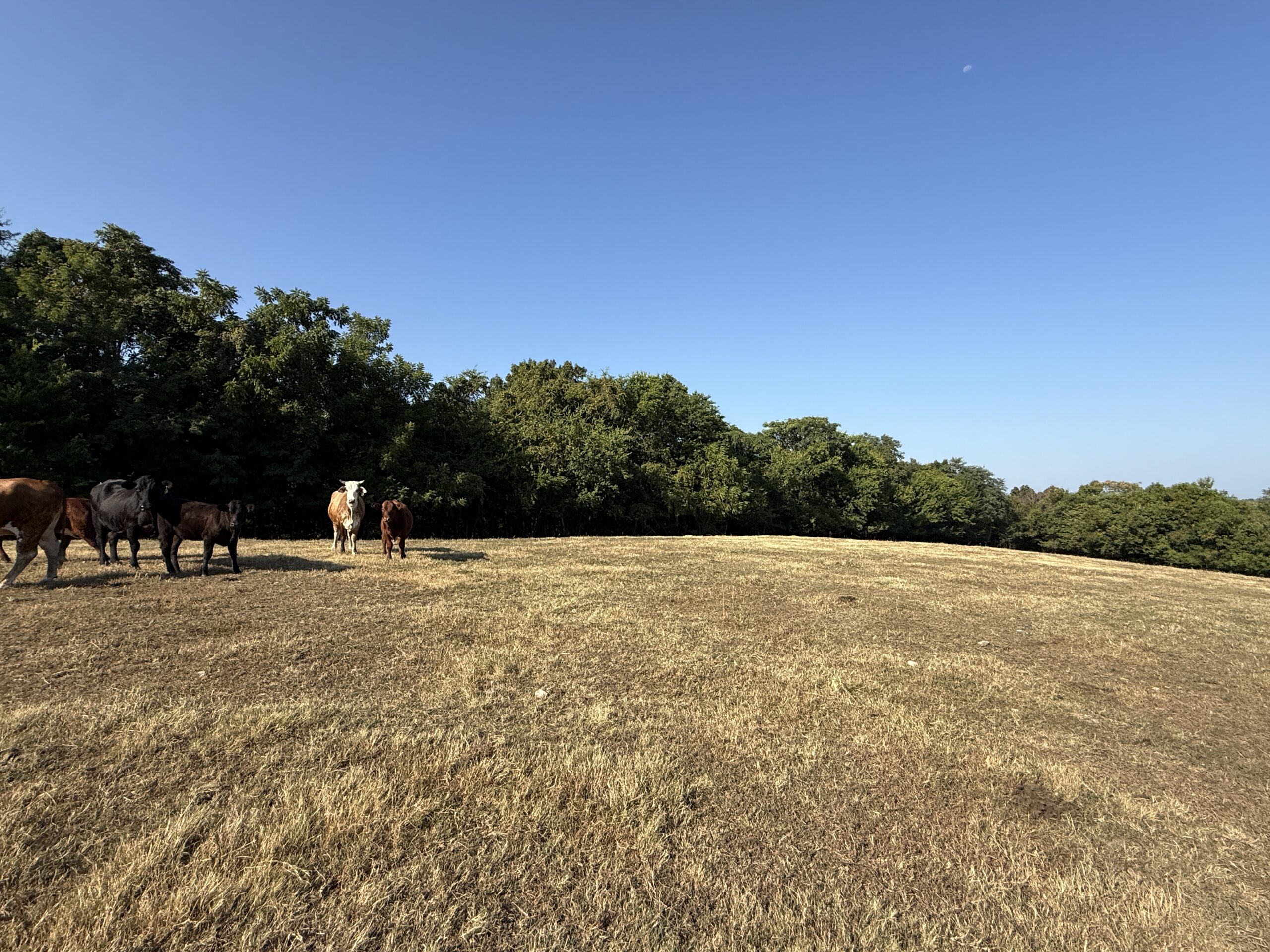 HUNTING FOREST LAND FOR SALE IN OZARK MOUNTAINS OF ARKANSAS