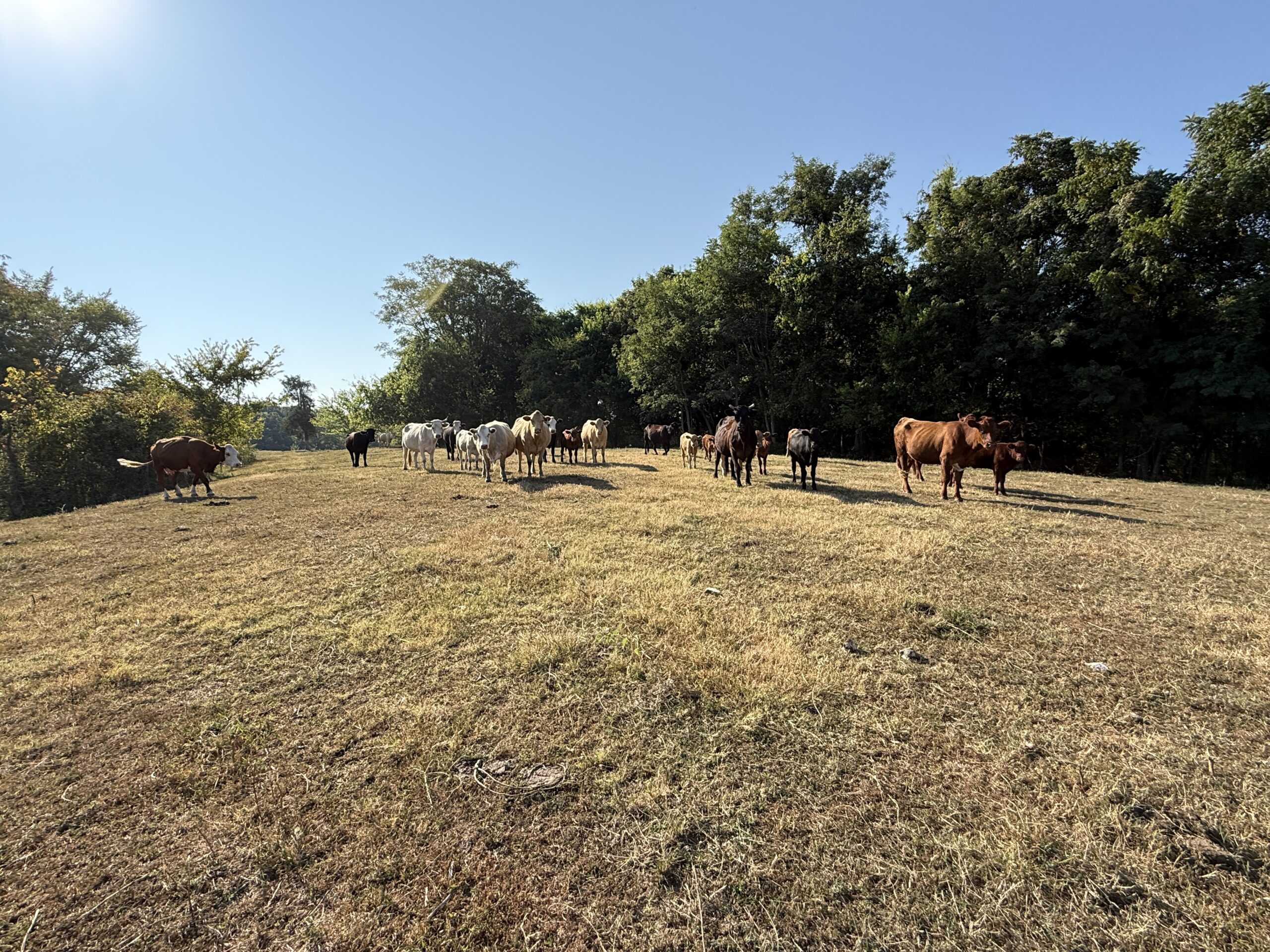 HUNTING FOREST LAND FOR SALE IN OZARK MOUNTAINS OF ARKANSAS