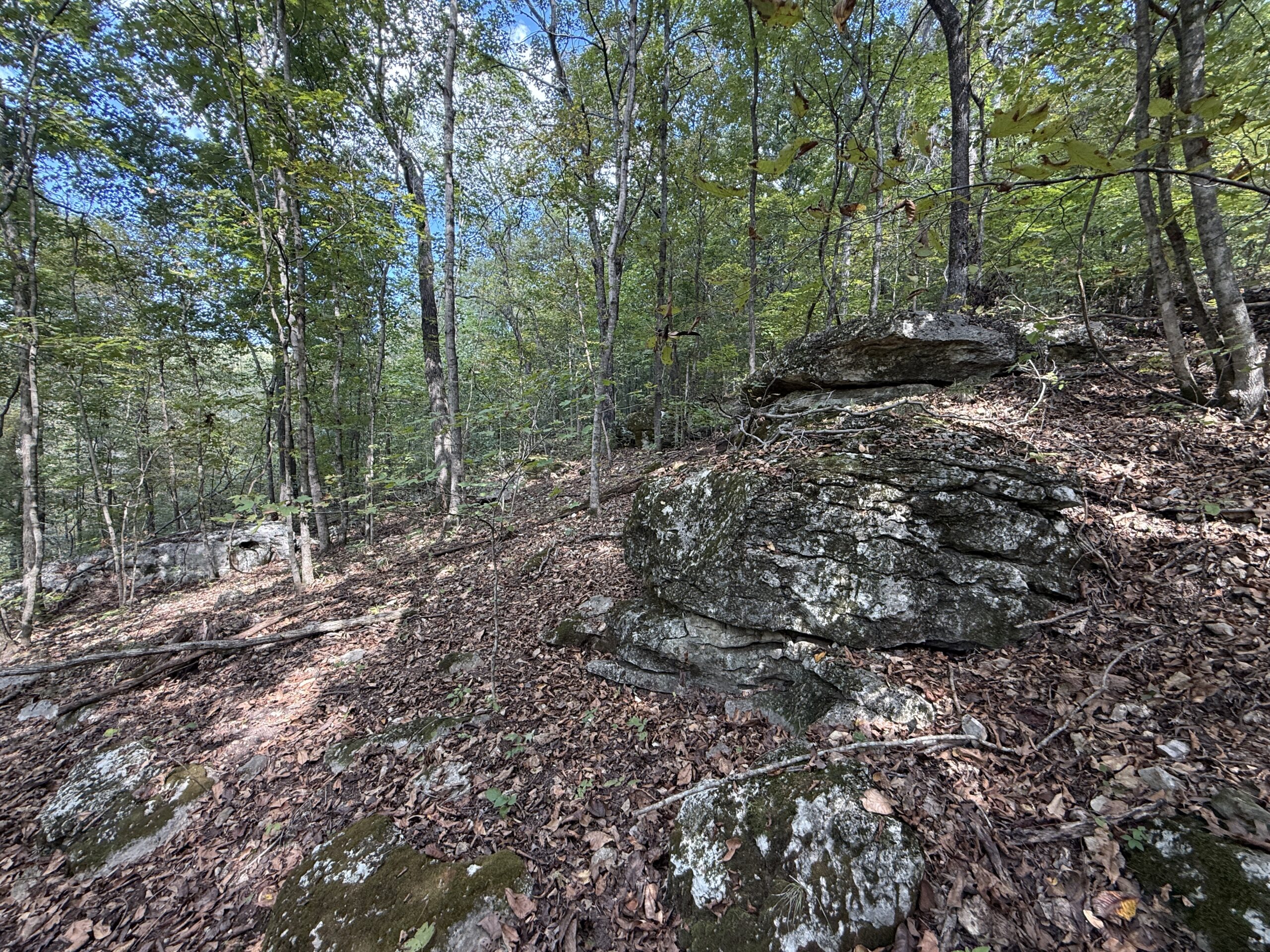HUNTING FOREST LAND FOR SALE IN OZARK MOUNTAINS OF ARKANSAS