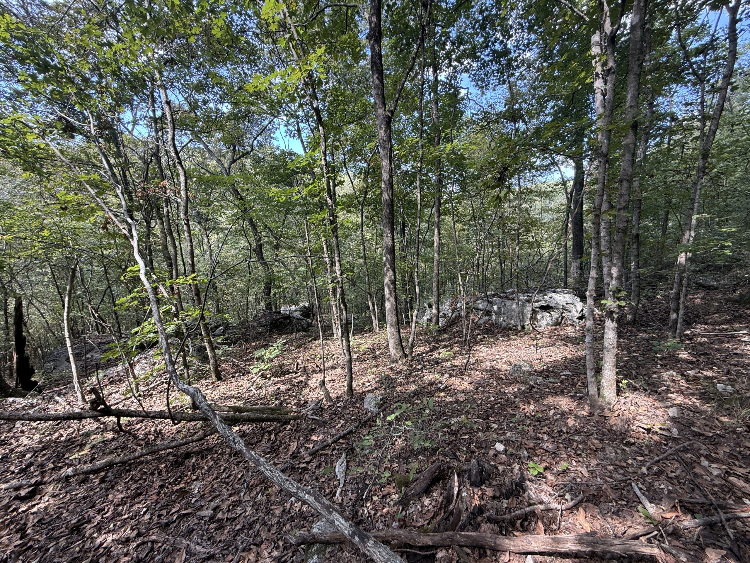 HUNTING FOREST LAND FOR SALE IN OZARK MOUNTAINS OF ARKANSAS