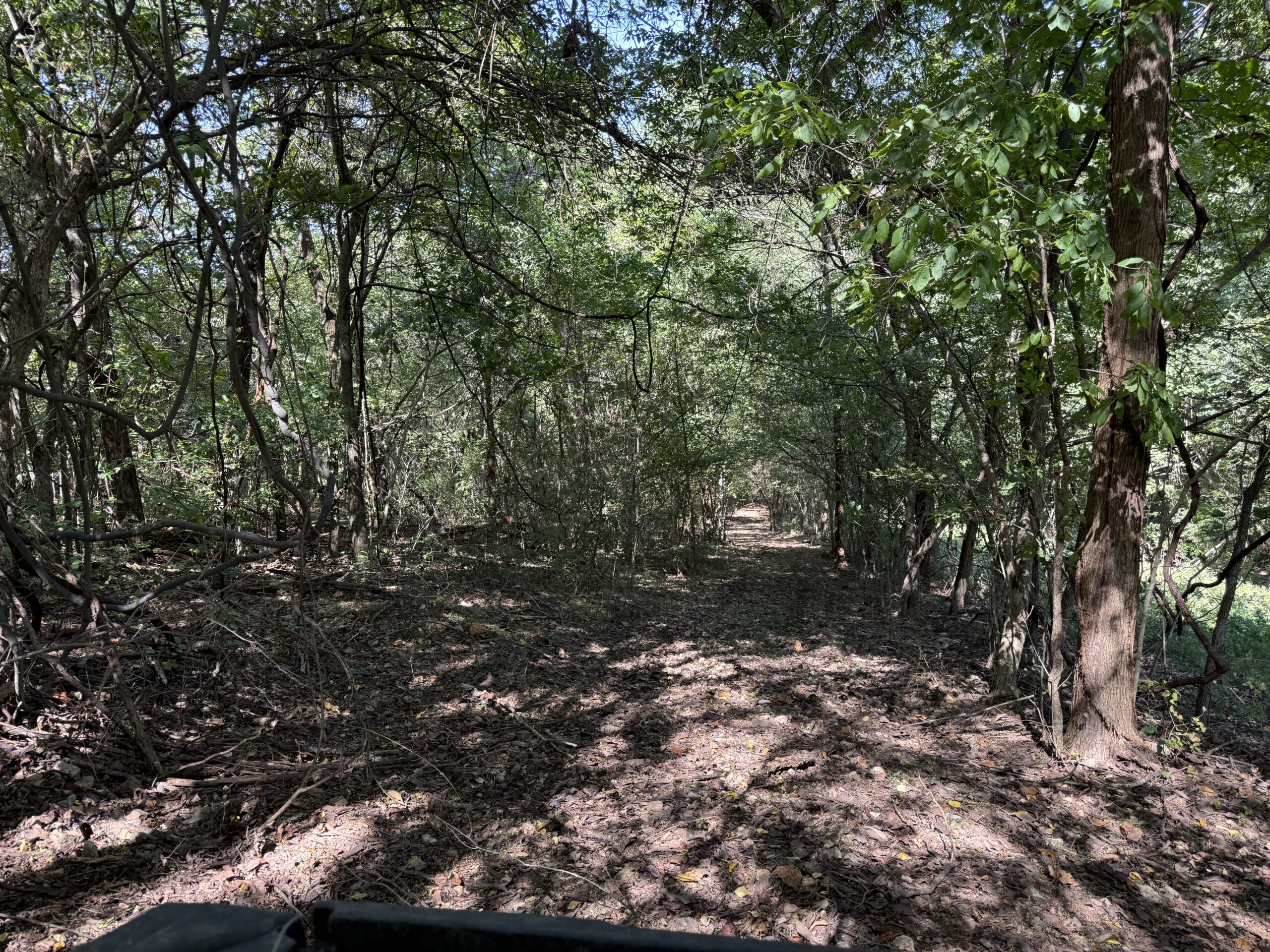 HUNTING FOREST LAND FOR SALE IN OZARK MOUNTAINS OF ARKANSAS