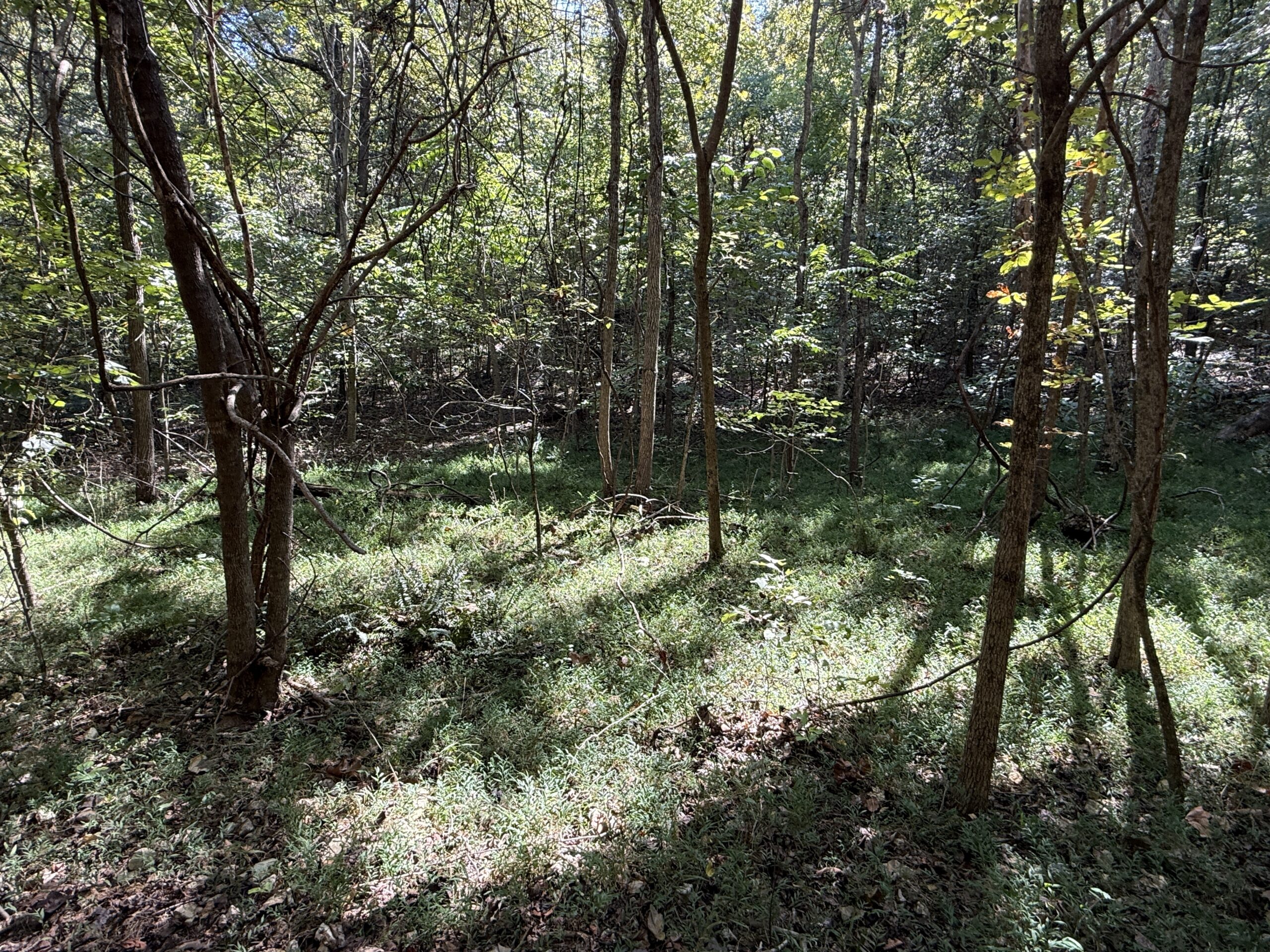 HUNTING AND RECREATIONAL LAND FOR SALE IN ARKANSAS