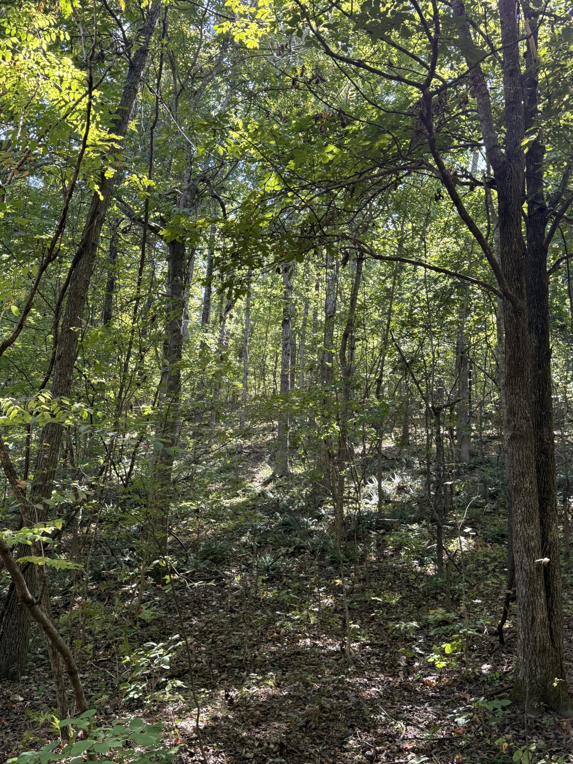 HUNTING AND RECREATIONAL LAND FOR SALE IN ARKANSAS