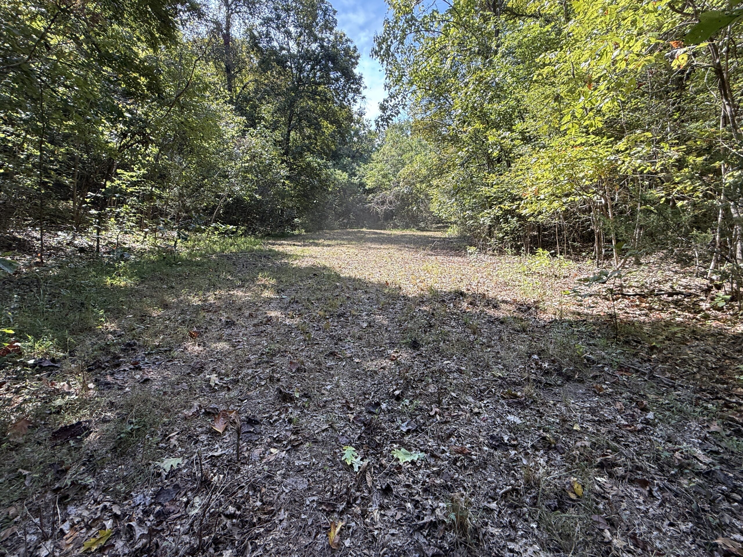HUNTING FOREST LAND FOR SALE IN OZARK MOUNTAINS OF ARKANSAS