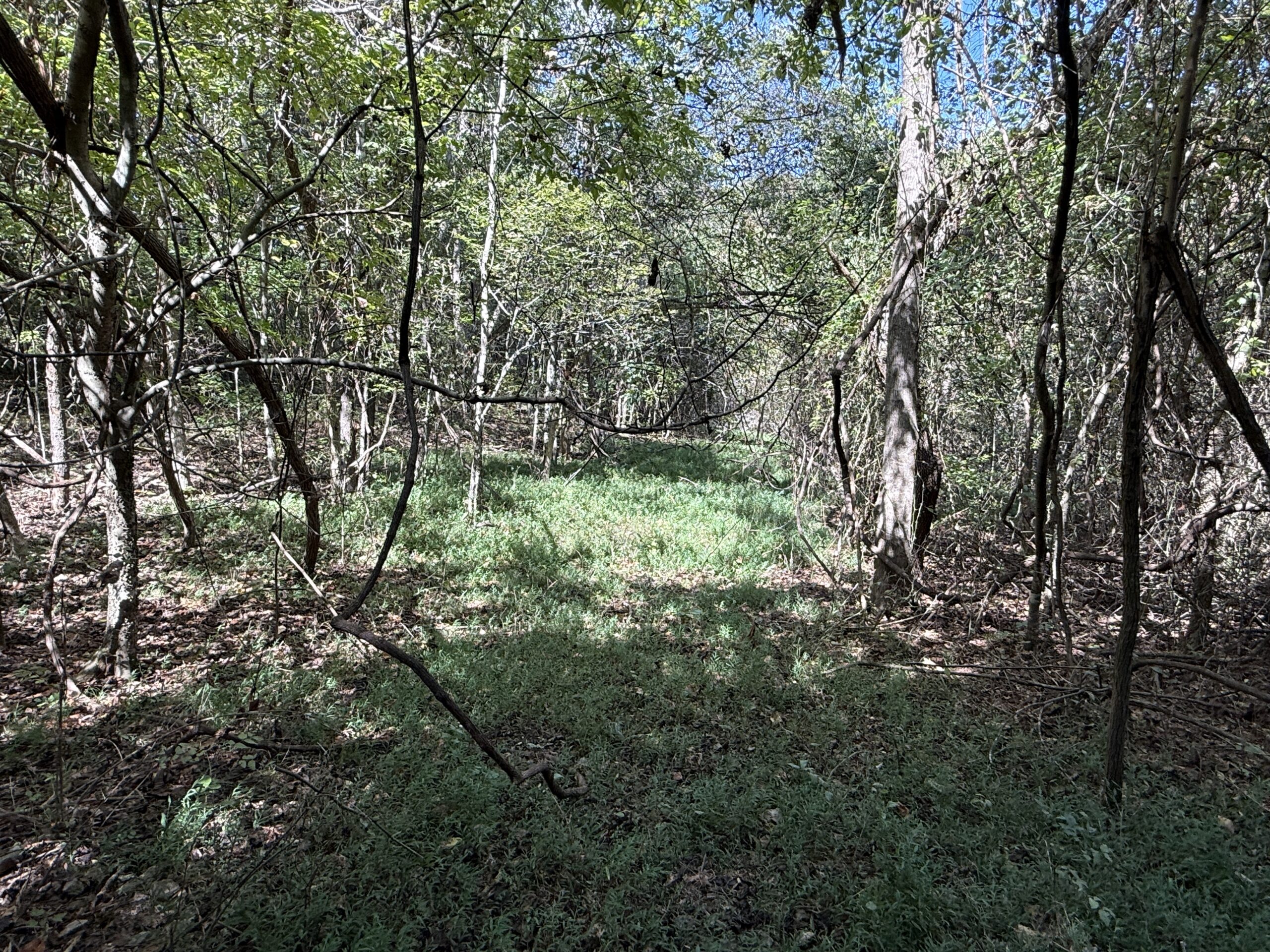HUNTING AND RECREATIONAL LAND FOR SALE IN ARKANSAS
