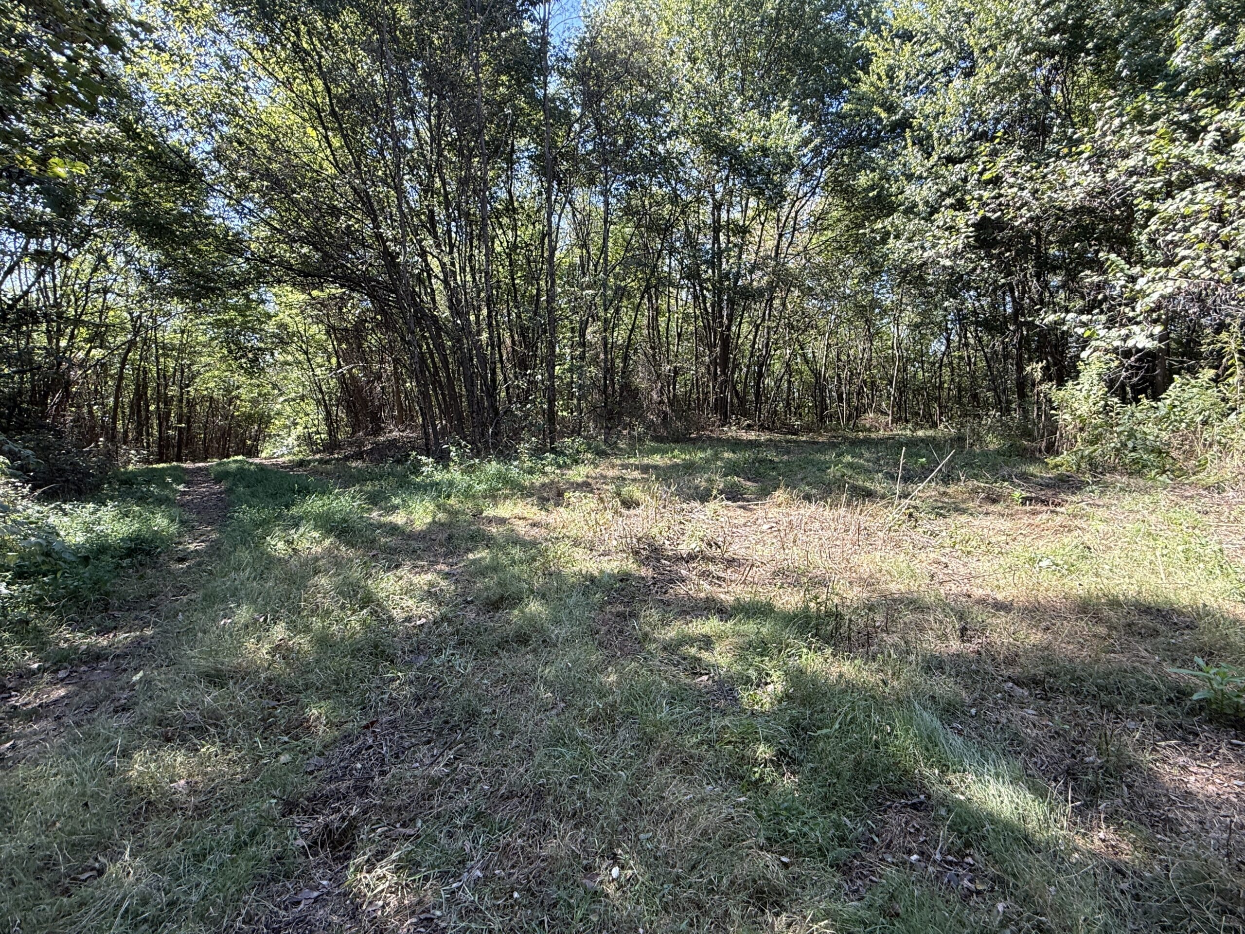 FOREST LAND AND OFF GRID CABIN FOR SALE IN OZARK MOUNTAINS