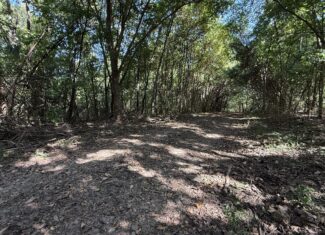 FOREST LAND AND OFF GRID CABIN FOR SALE IN OZARK MOUNTAINS
