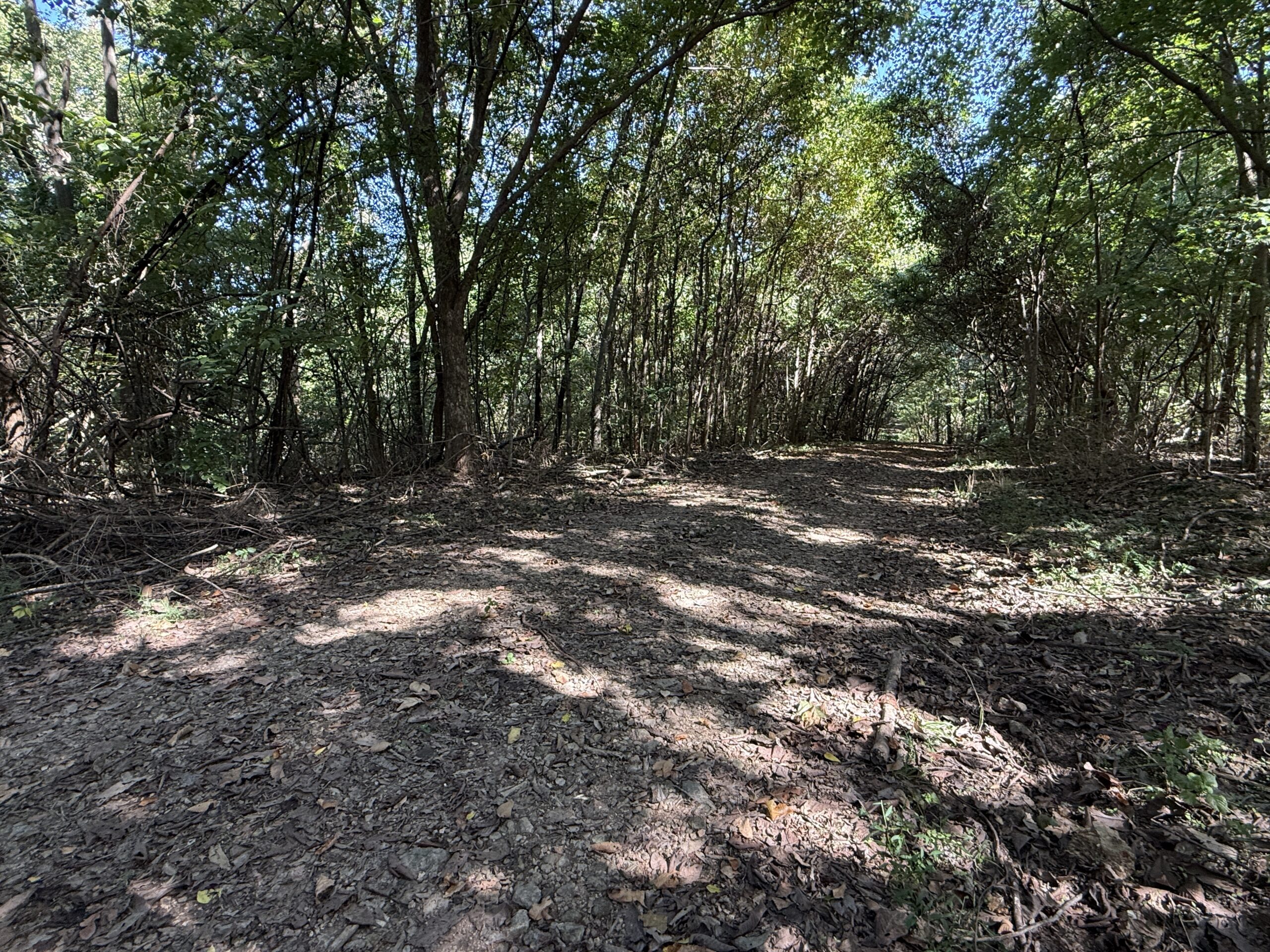 FOREST LAND AND OFF GRID CABIN FOR SALE IN OZARK MOUNTAINS