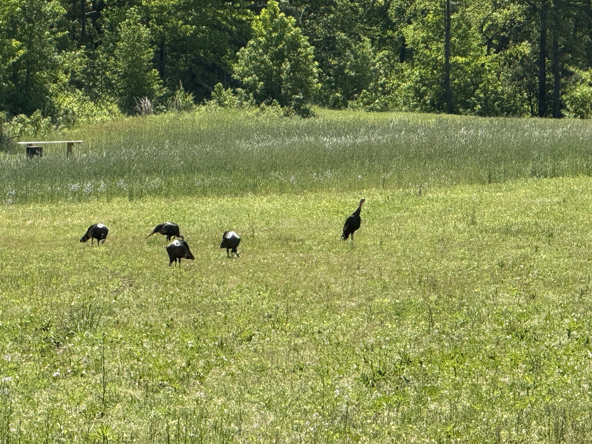 COUNTRY HOME AND HUNTING RANCH FOR SALE IN ARKANSAS