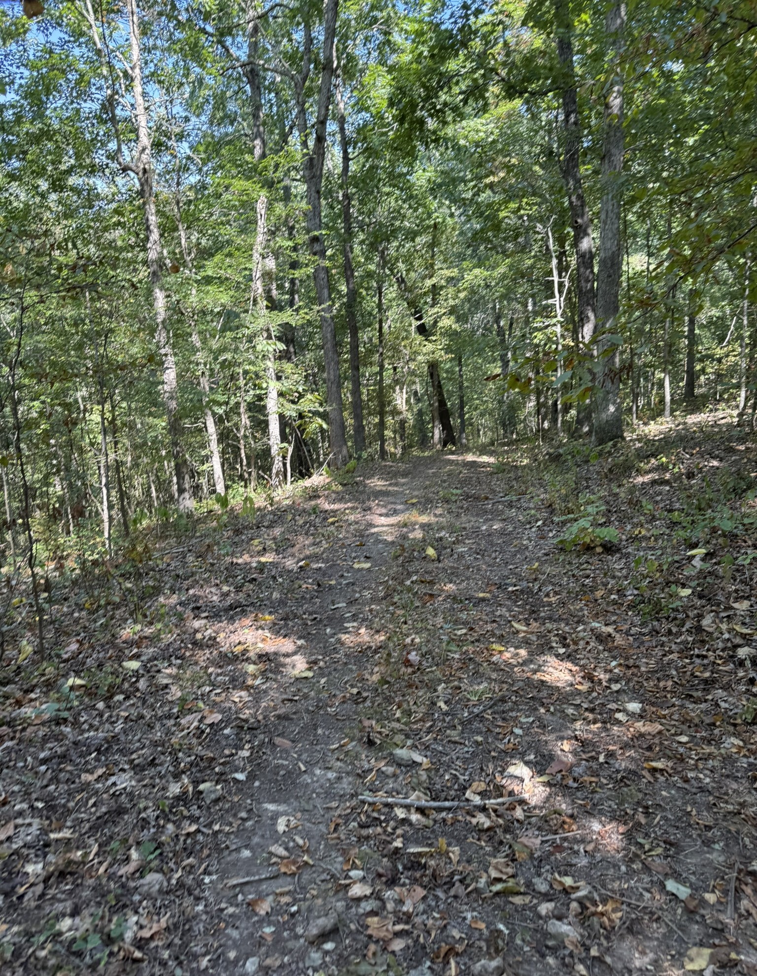 HUNTING FOREST LAND FOR SALE IN OZARK MOUNTAINS OF ARKANSAS