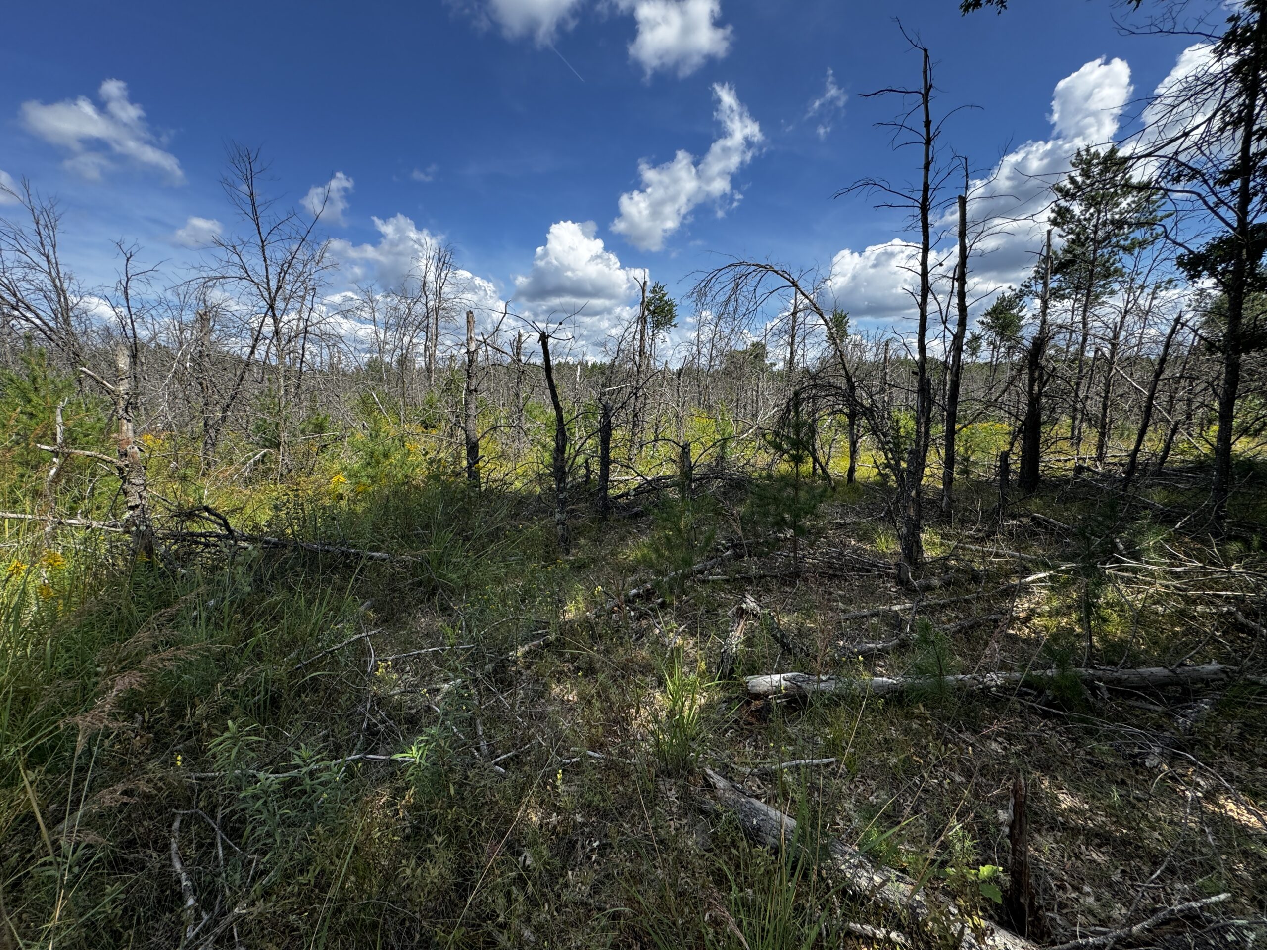 40-acre corner parcel in the Town of Big Flats, Adams County