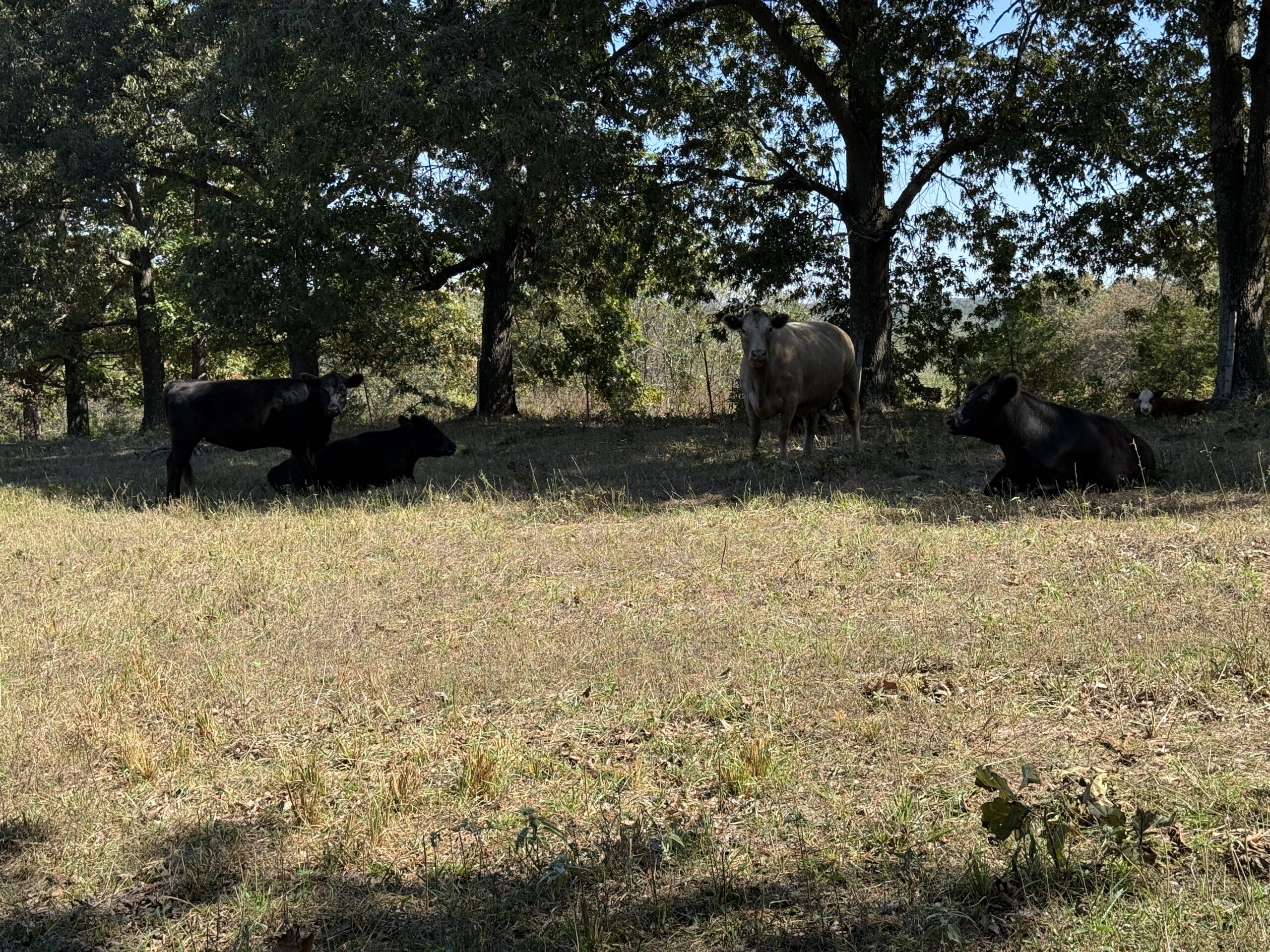 HOME AND WATERFRONT ACREAGE FOR SALE IN ARKANSAS