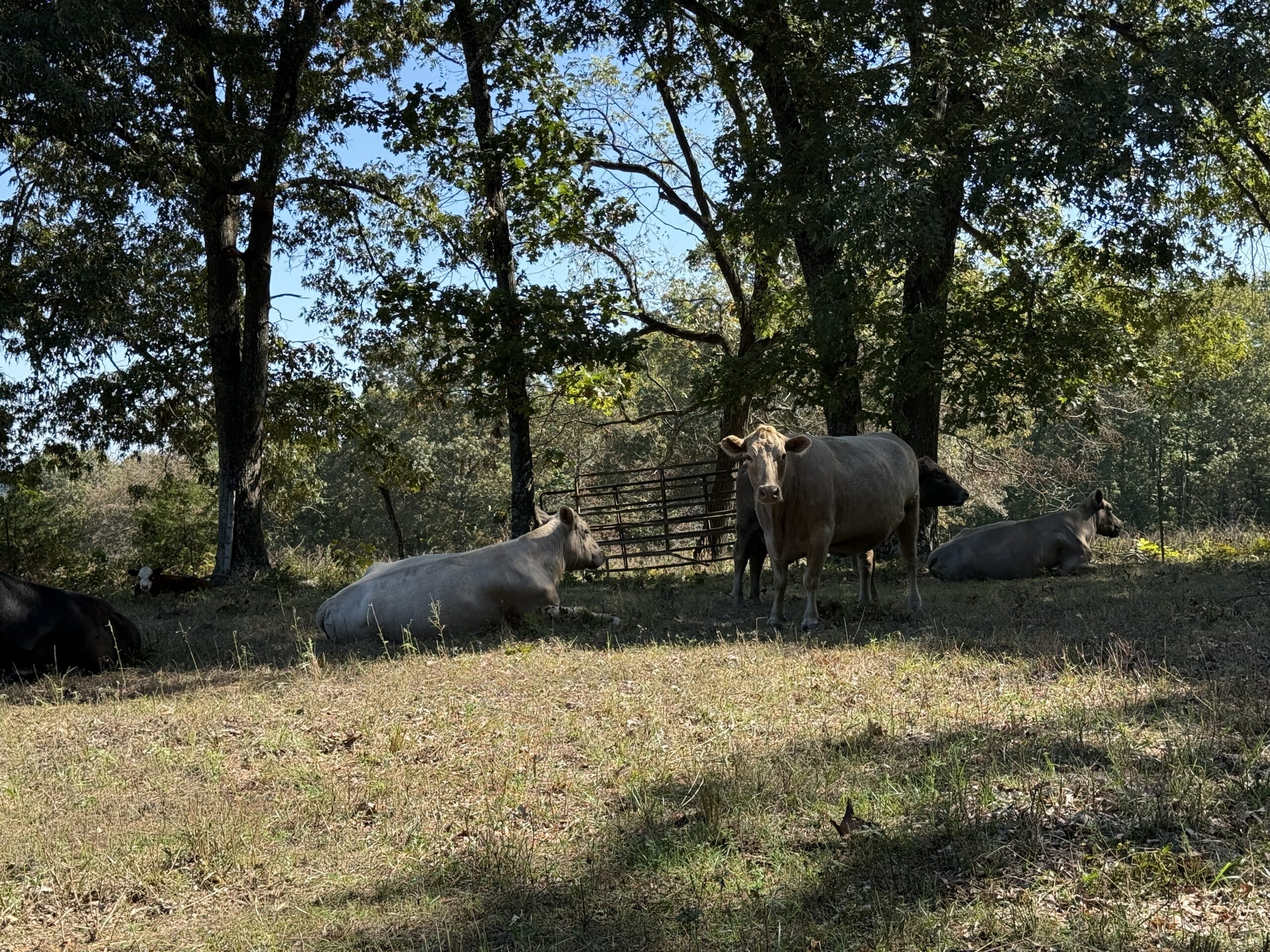 HOME AND WATERFRONT ACREAGE FOR SALE IN ARKANSAS