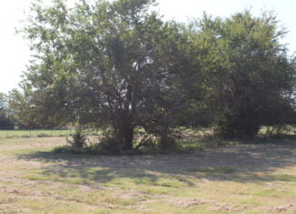 43 Acres for Sale on Pritchard Road, Just Off Hwy 22 North of Bokchito, Oklahoma – Creek, Hunting, and Country Estate Potential