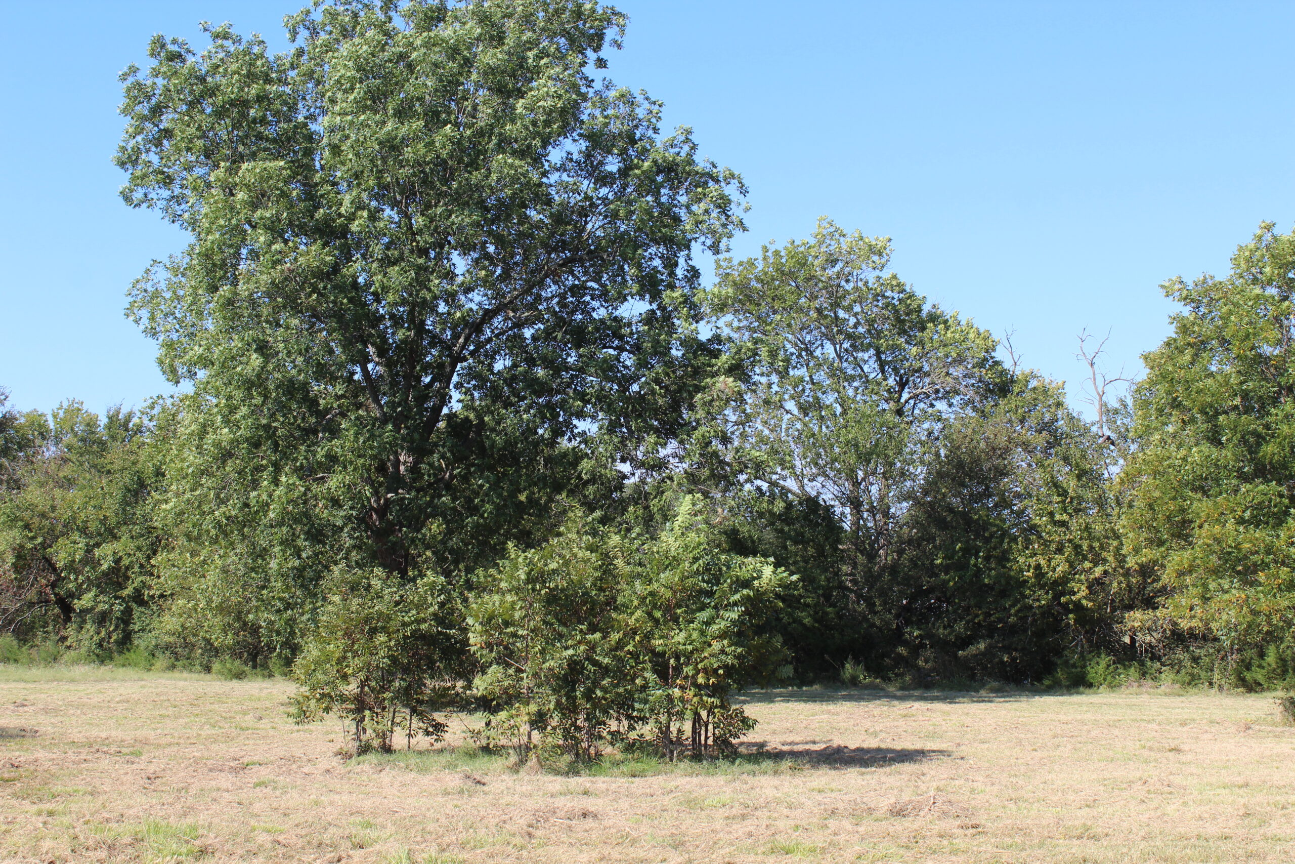 43 Acres for Sale on Pritchard Road, Just Off Hwy 22 North of Bokchito, Oklahoma – Creek, Hunting, and Country Estate Potential