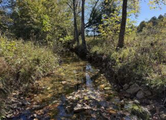 HUNTING LAND WITH SPRING CREEK AND CABIN FOR SALE IN ARKANSAS