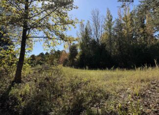 HUNTING LAND WITH SPRING CREEK AND CABIN FOR SALE IN ARKANSAS