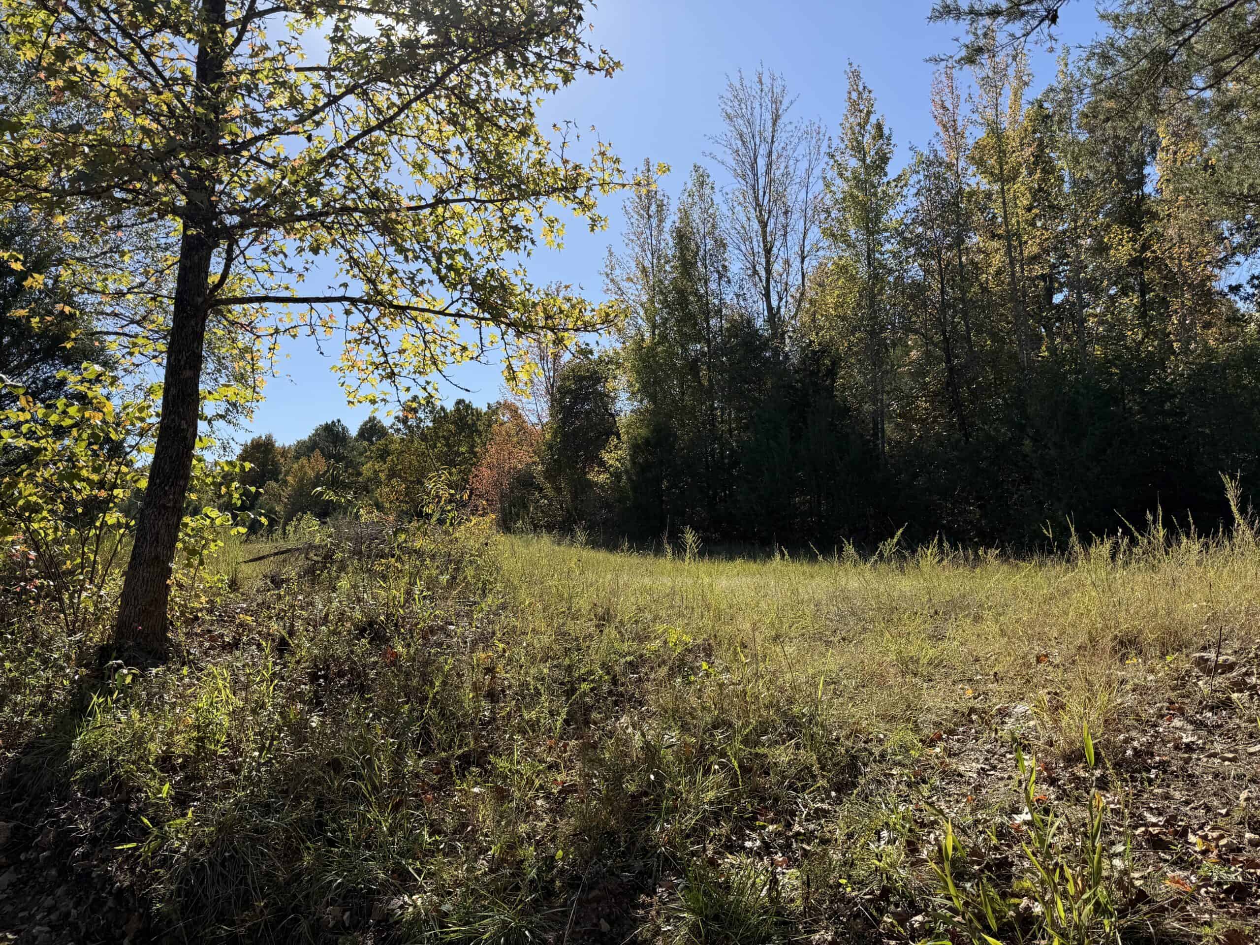 HUNTING LAND WITH SPRING CREEK AND CABIN FOR SALE IN ARKANSAS