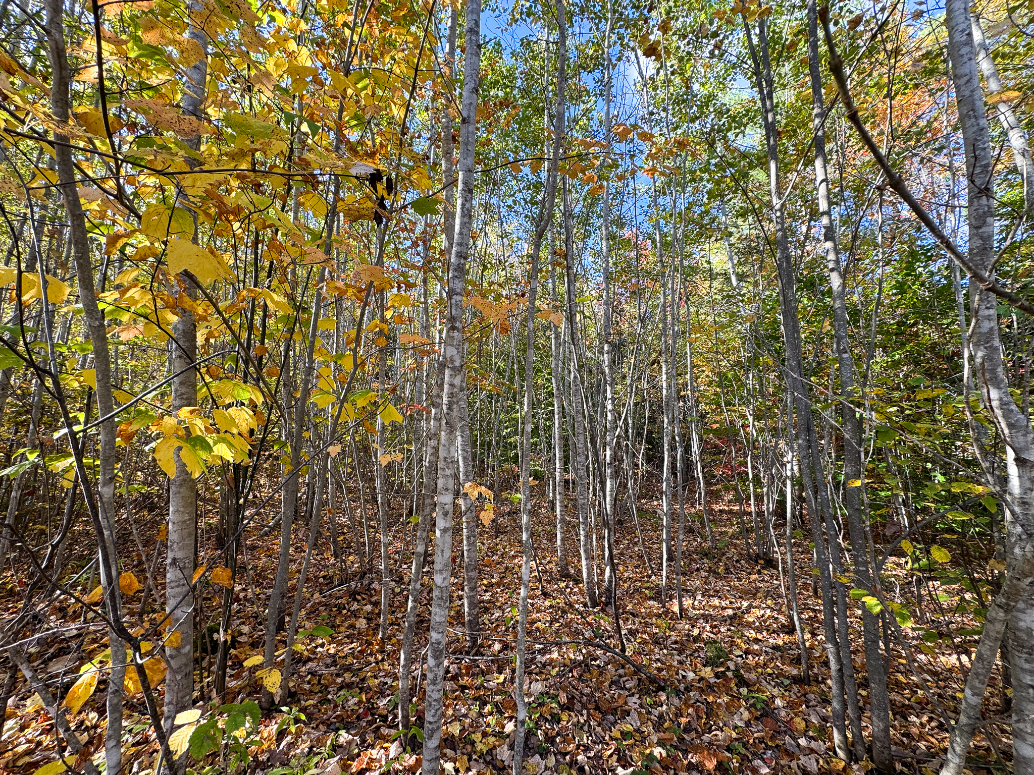 140 Acre Parcel – Bradford, Maine