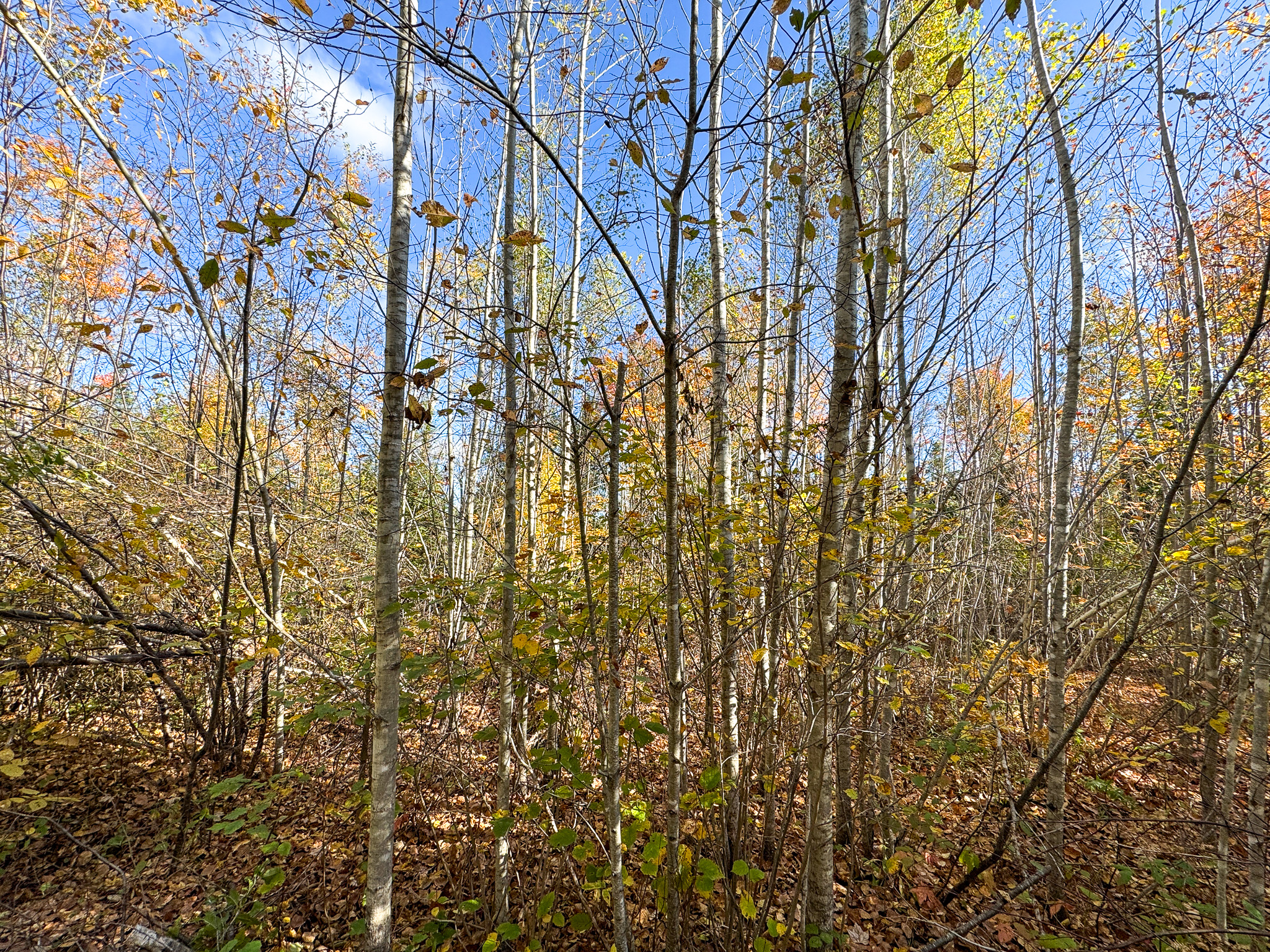 140 Acre Parcel – Bradford, Maine