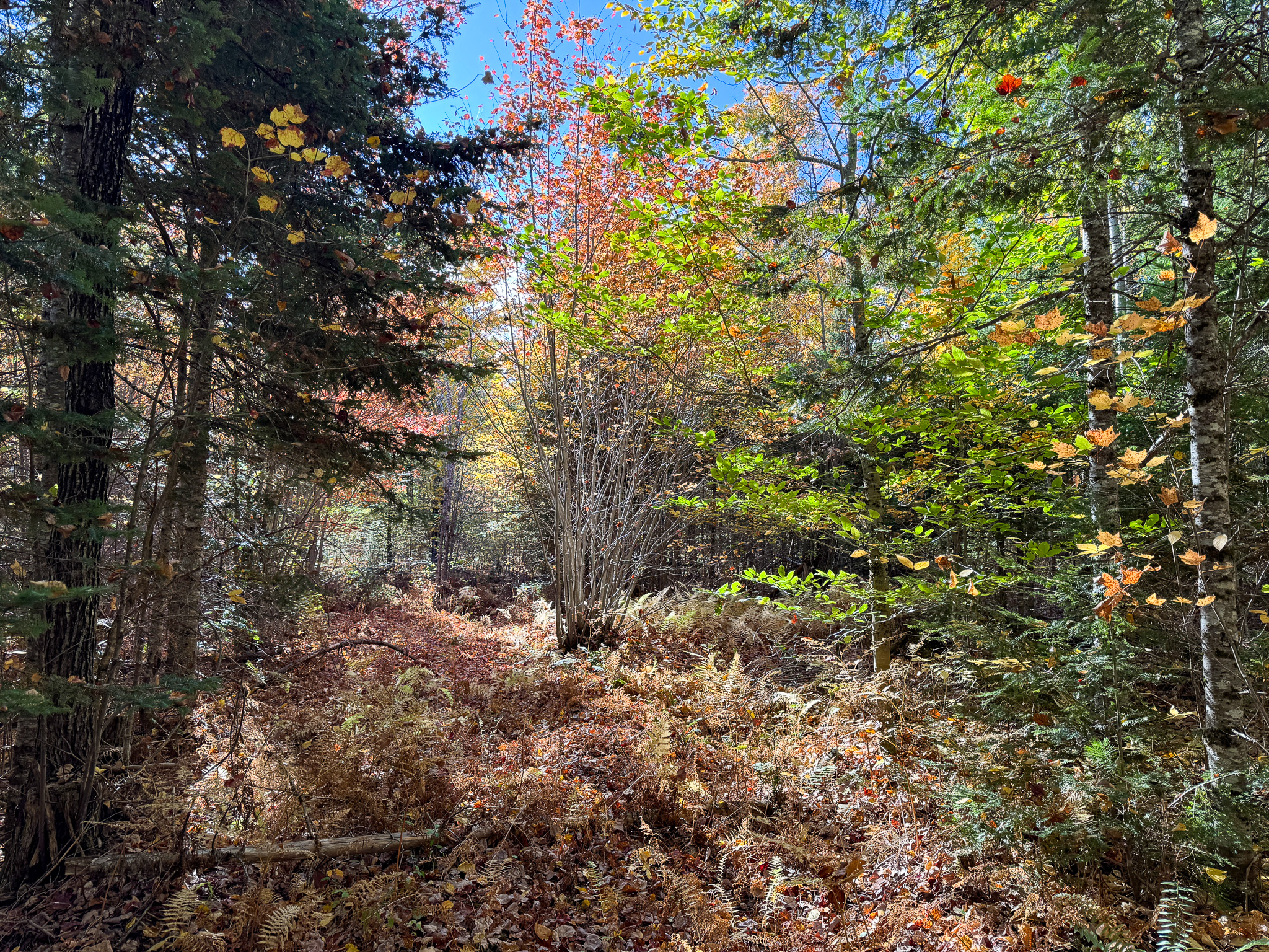 140 Acre Parcel – Bradford, Maine