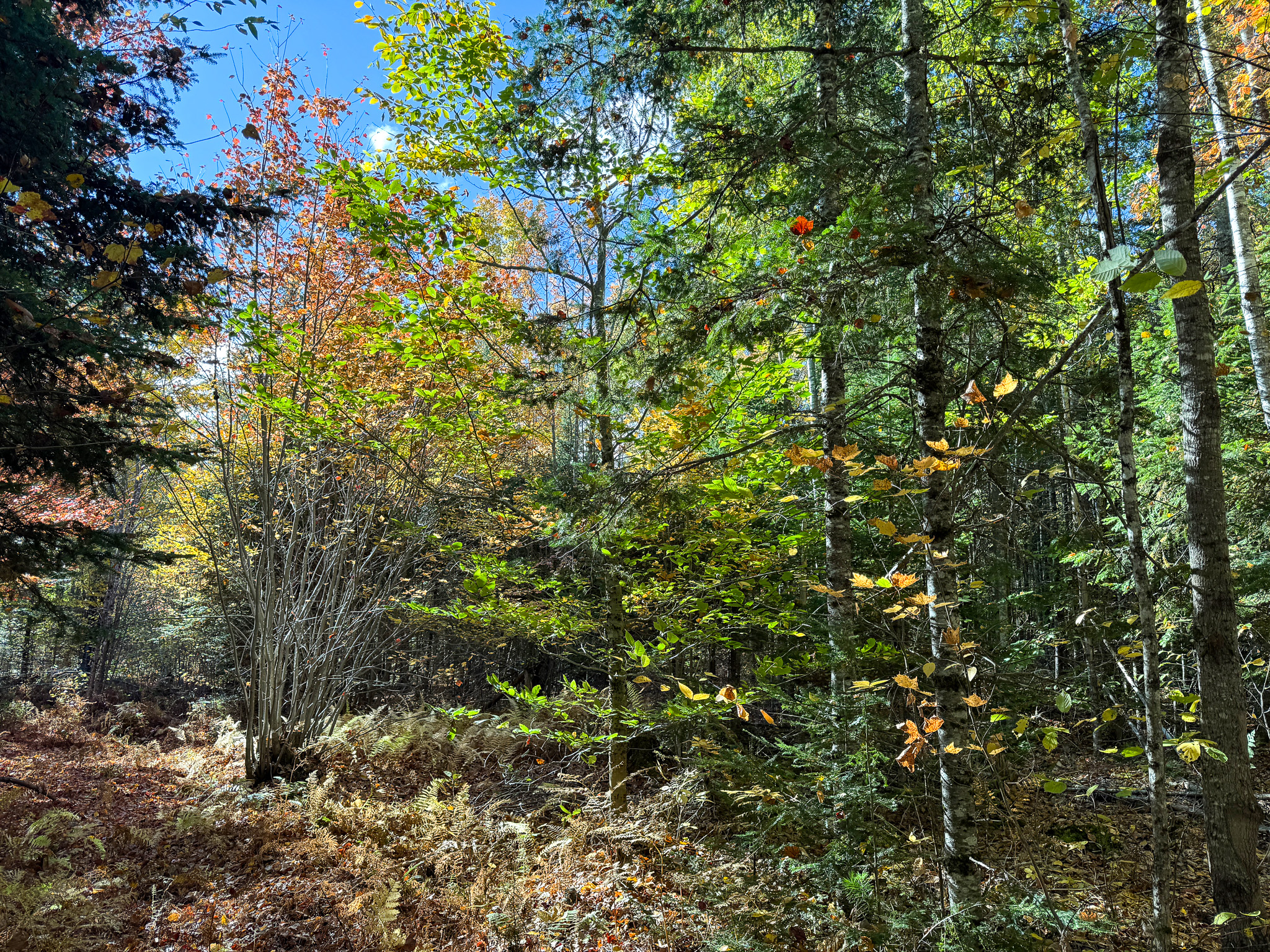 140 Acre Parcel – Bradford, Maine