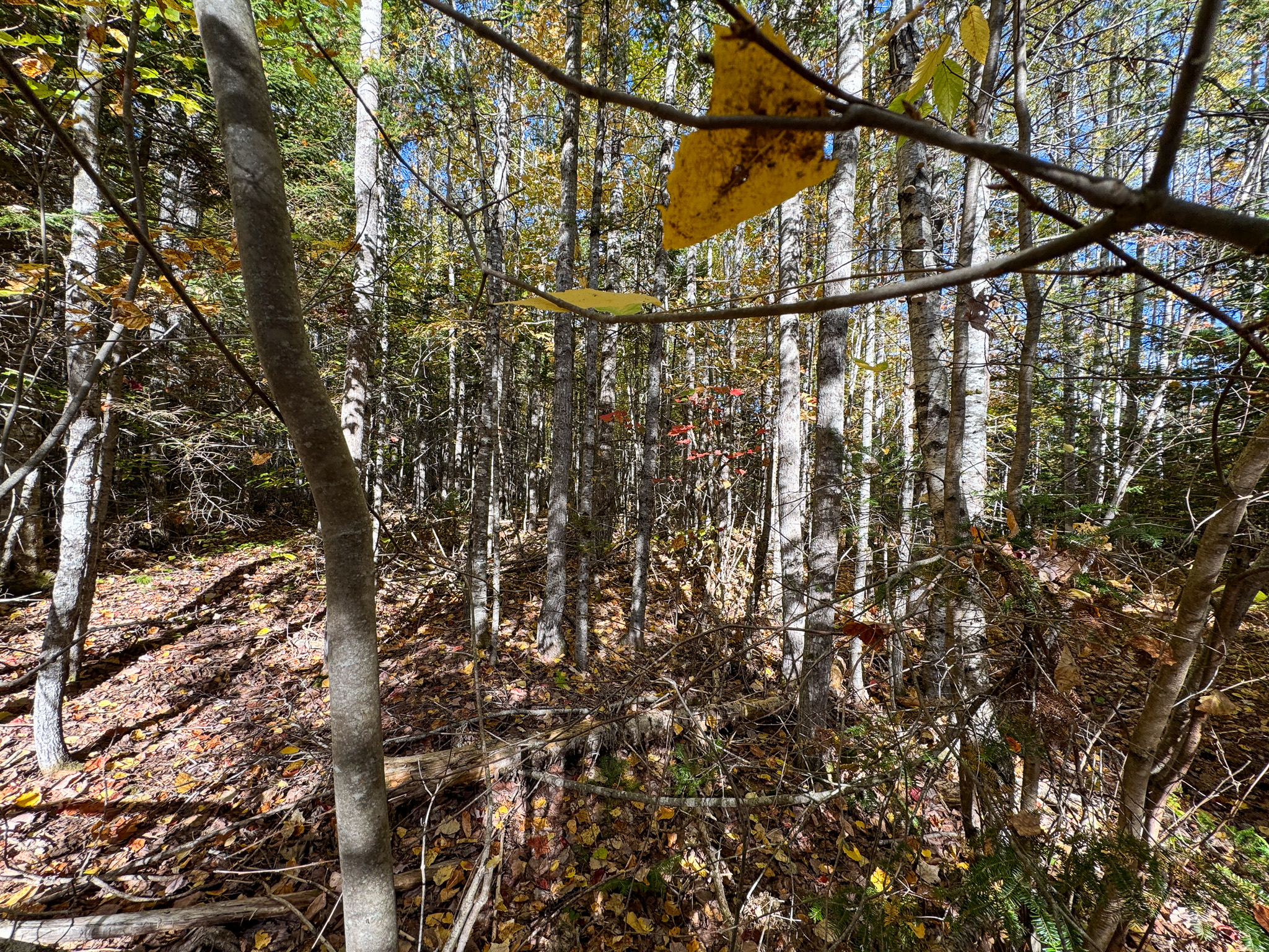 140 Acre Parcel – Bradford, Maine