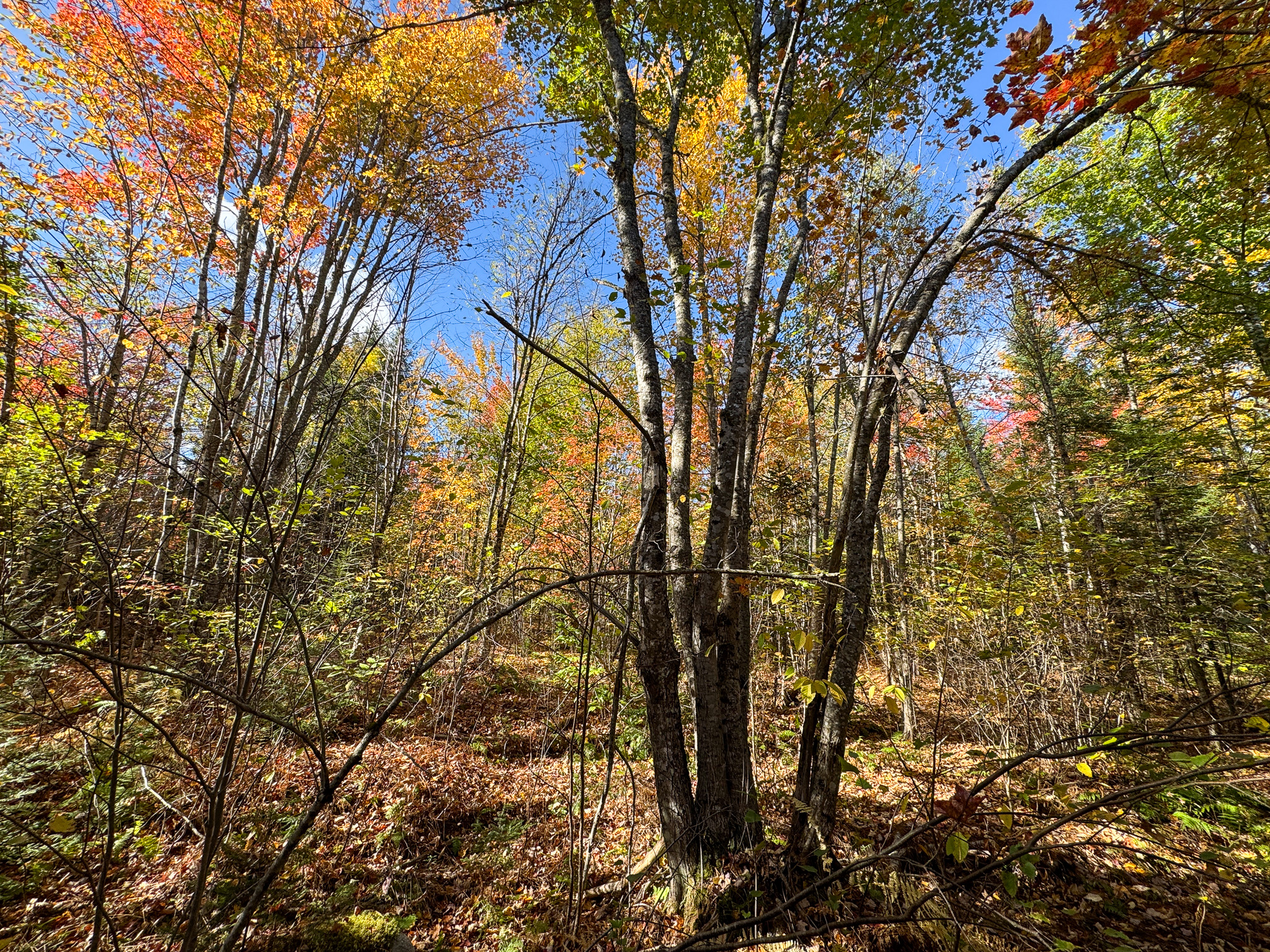 140 Acre Parcel – Bradford, Maine