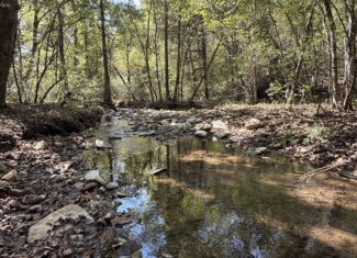 HUNTING FOREST LAND FOR SALE IN OZARK MOUNTAINS OF ARKANSAS