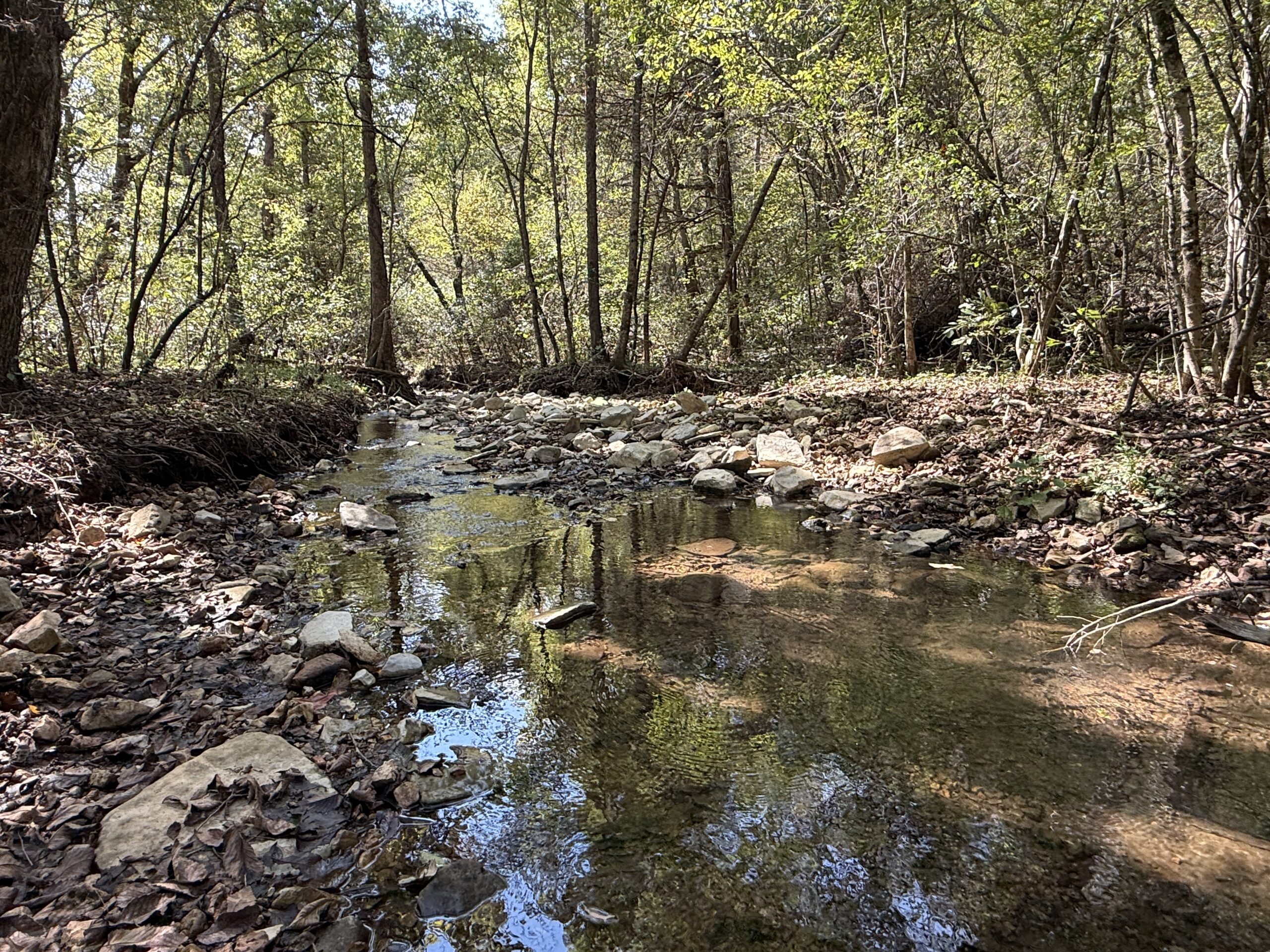 HUNTING FOREST LAND FOR SALE IN OZARK MOUNTAINS OF ARKANSAS