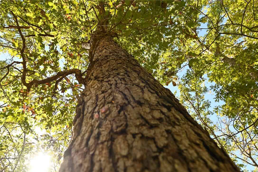 Country Home with Hunting Land – Hickory County