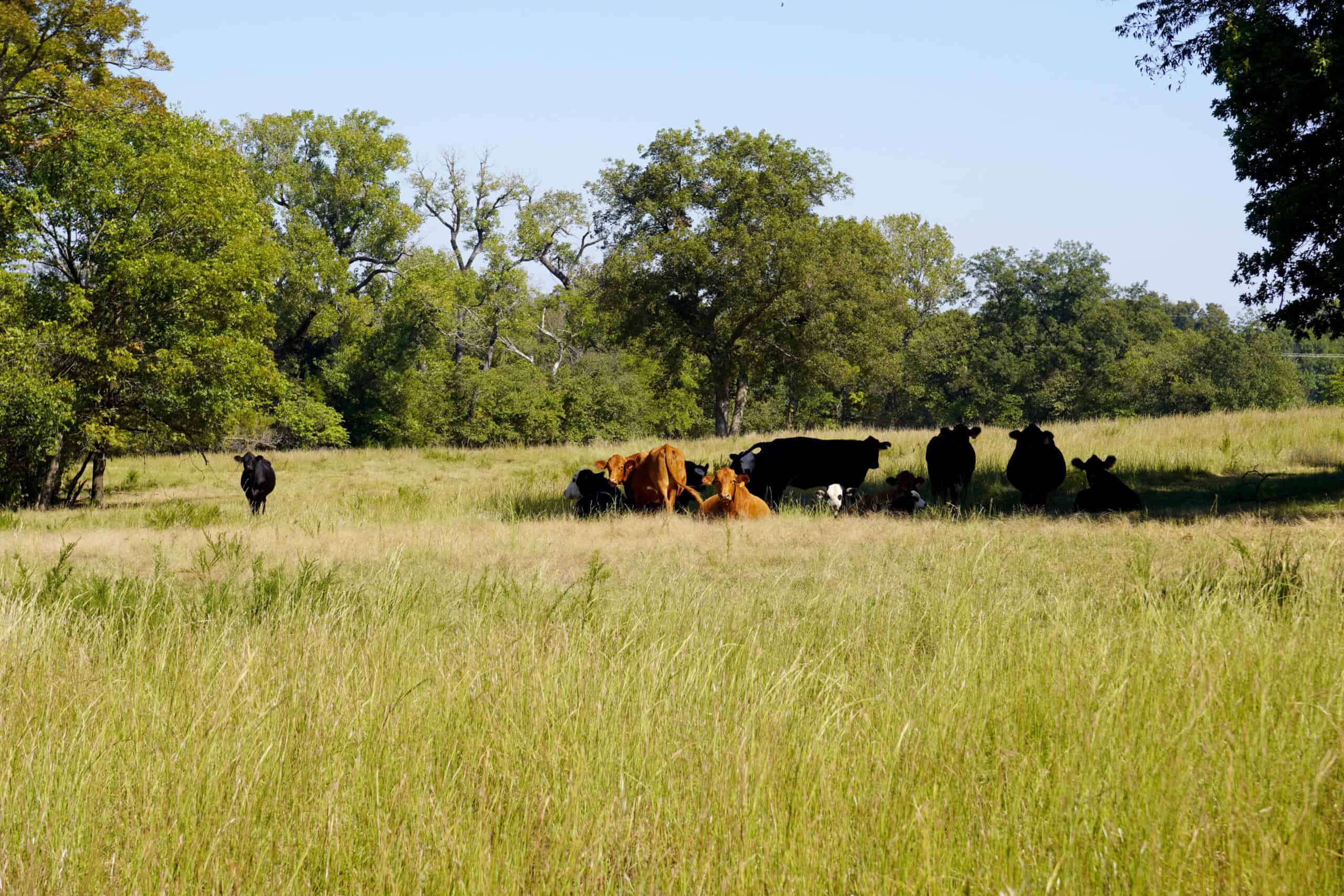 NO RESERVE AUCTION – Prime Oklahoma Ranch Land & Home on HWY 177