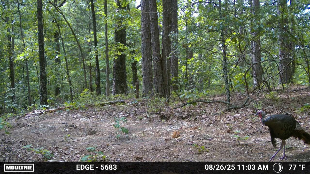 HUNTING AND RECREATIONAL LAND FOR SALE IN ARKANSAS