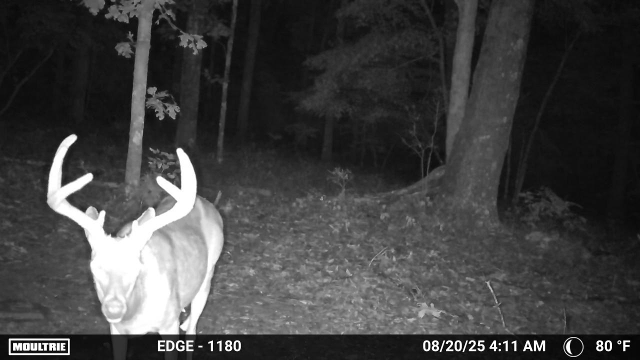HUNTING AND RECREATIONAL LAND FOR SALE IN ARKANSAS