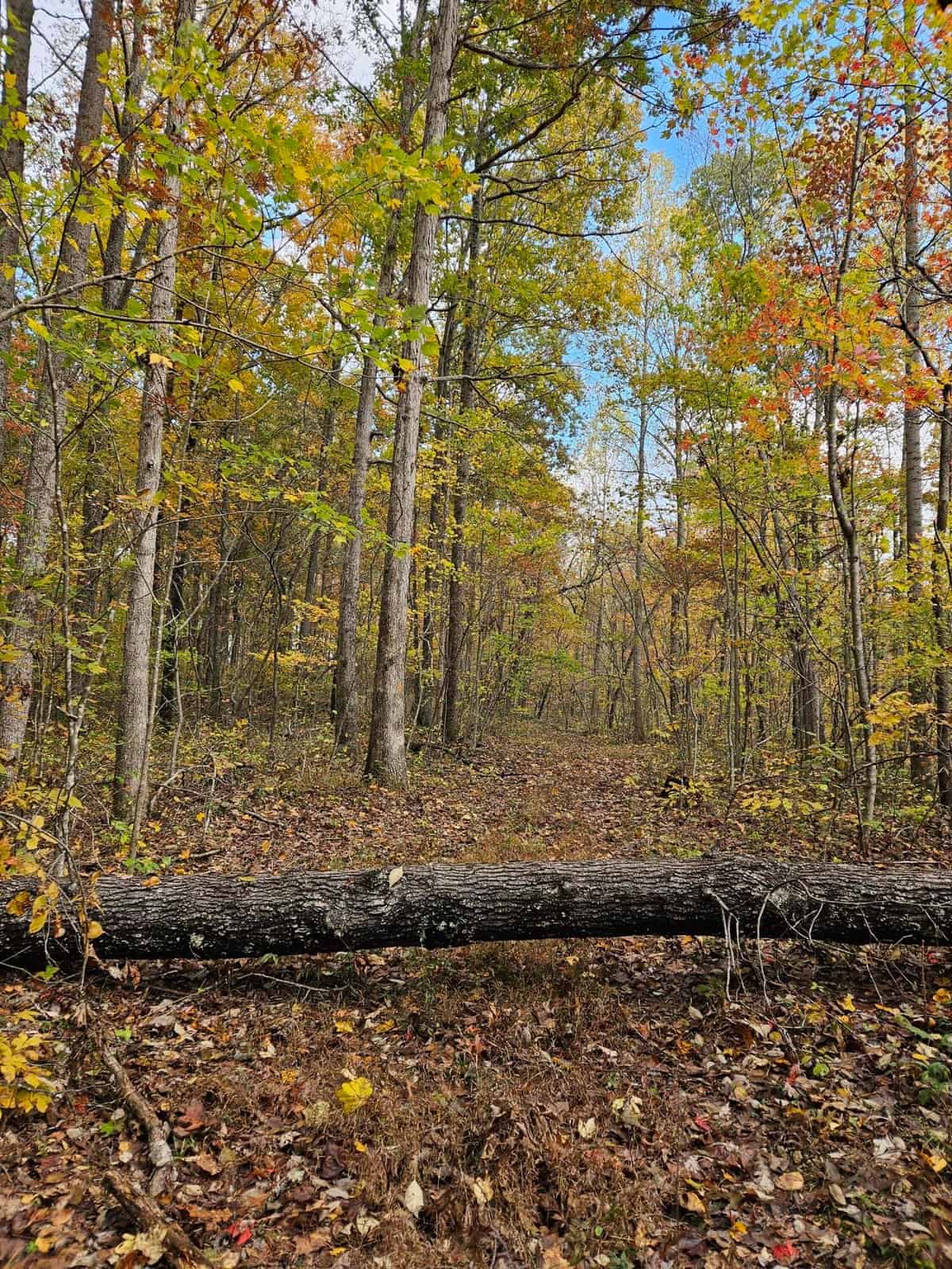Liberty KY Country Home with Prime White-Tail Deer and Turkey Hunting Land