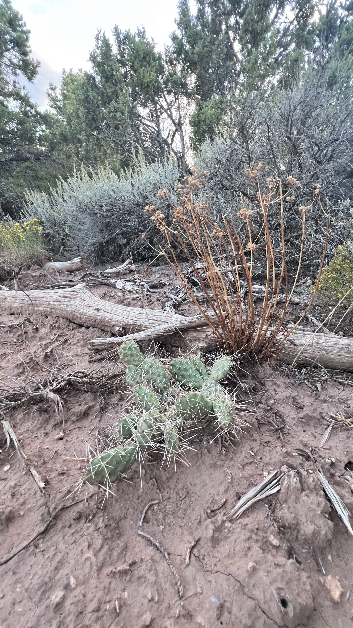 Western Colorado Acreage