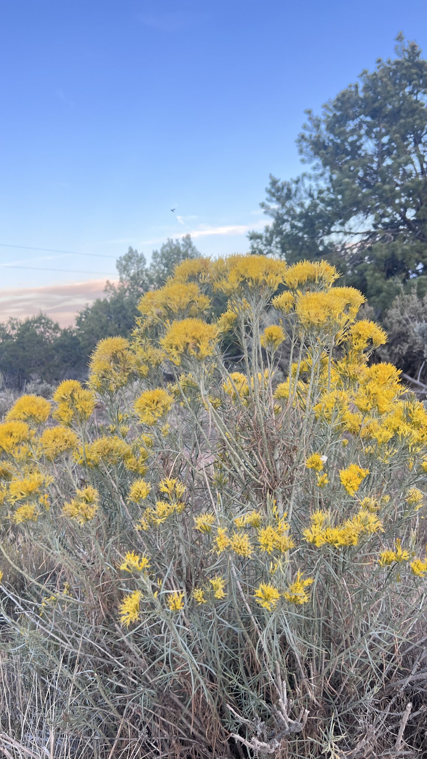 Western Colorado Acreage
