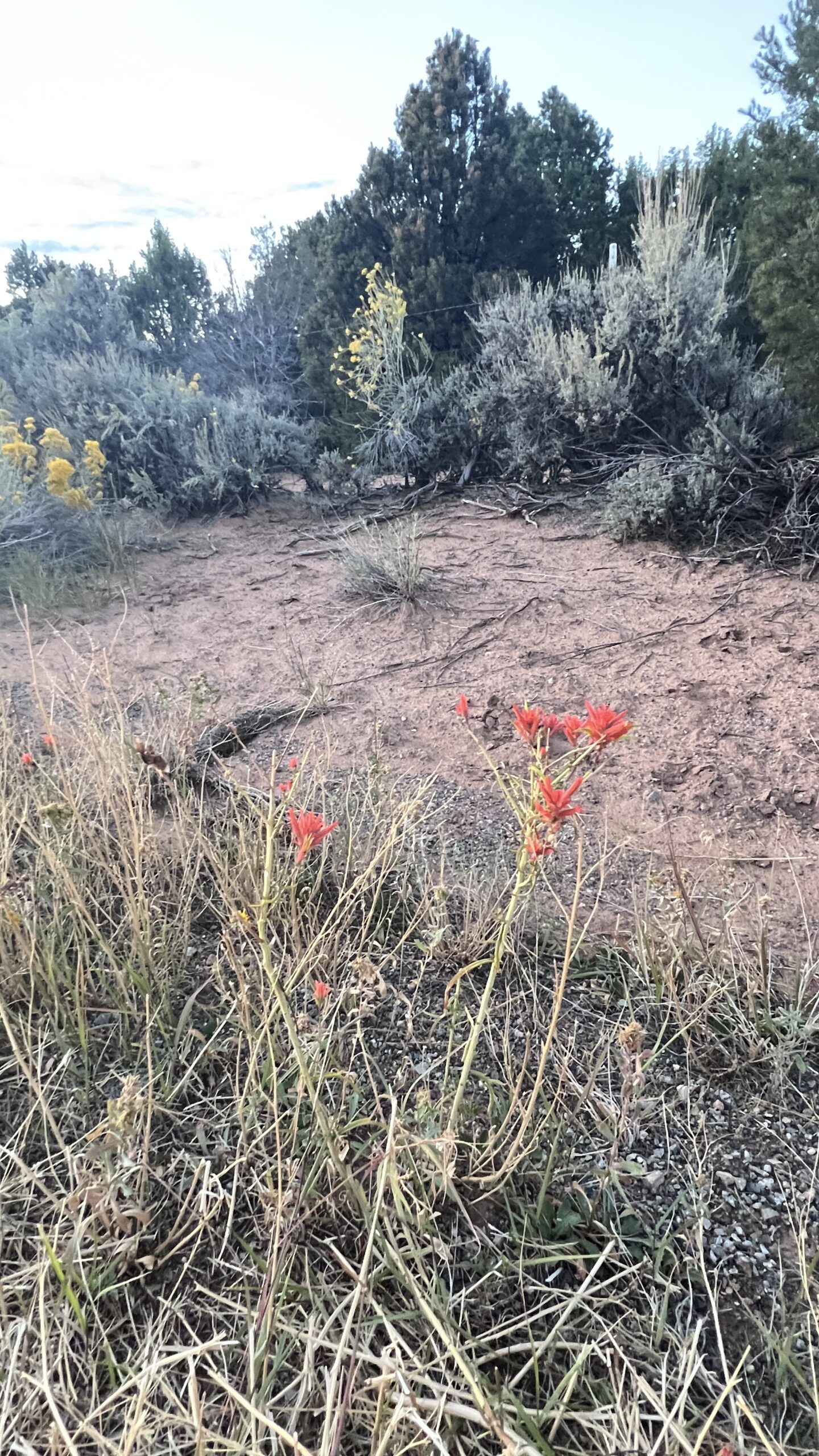 Western Colorado Acreage