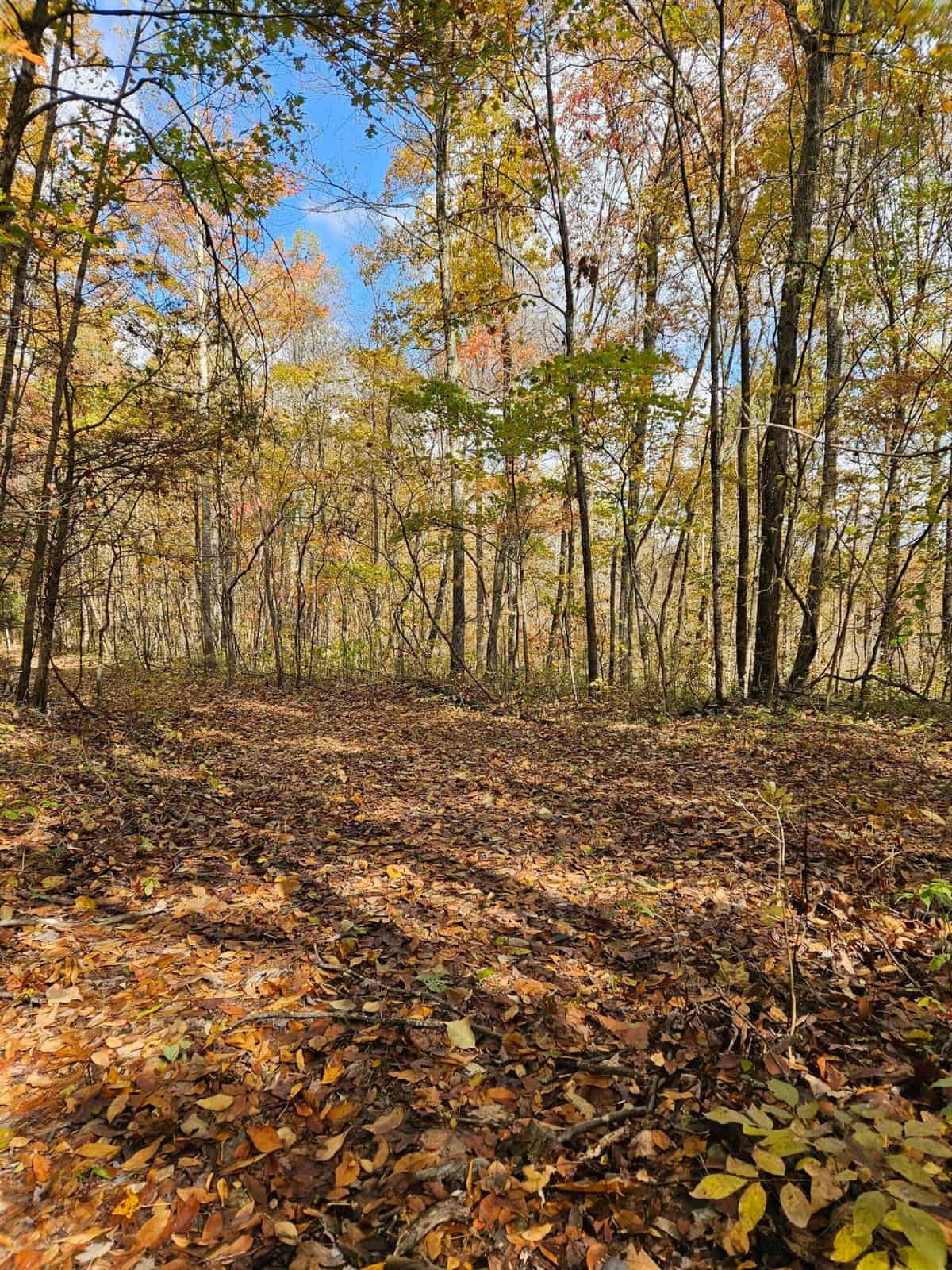 Liberty KY Country Home with Prime White-Tail Deer and Turkey Hunting Land