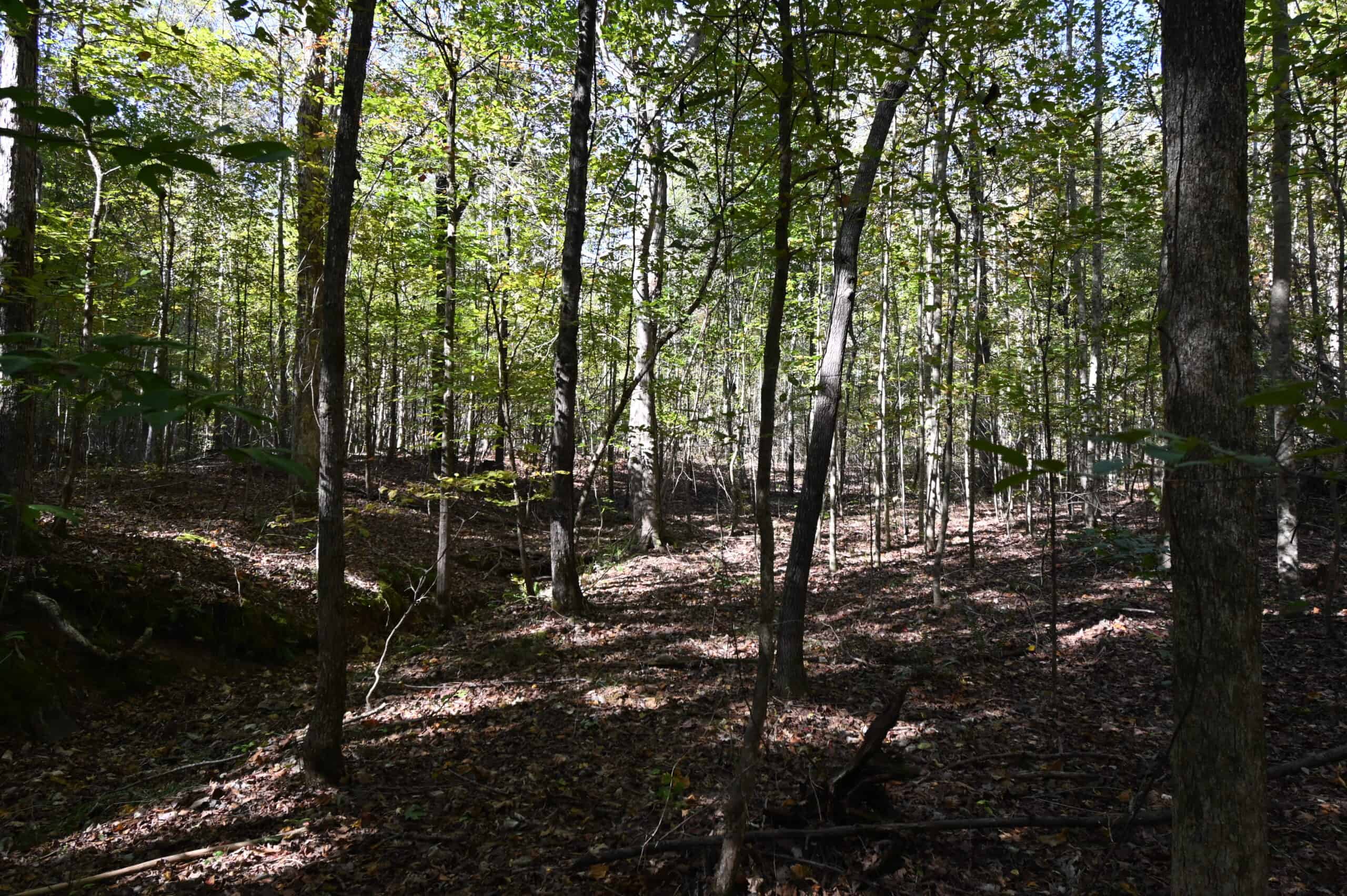 79.49 Acres Hunting and Timberland For Sale in Linden, TN