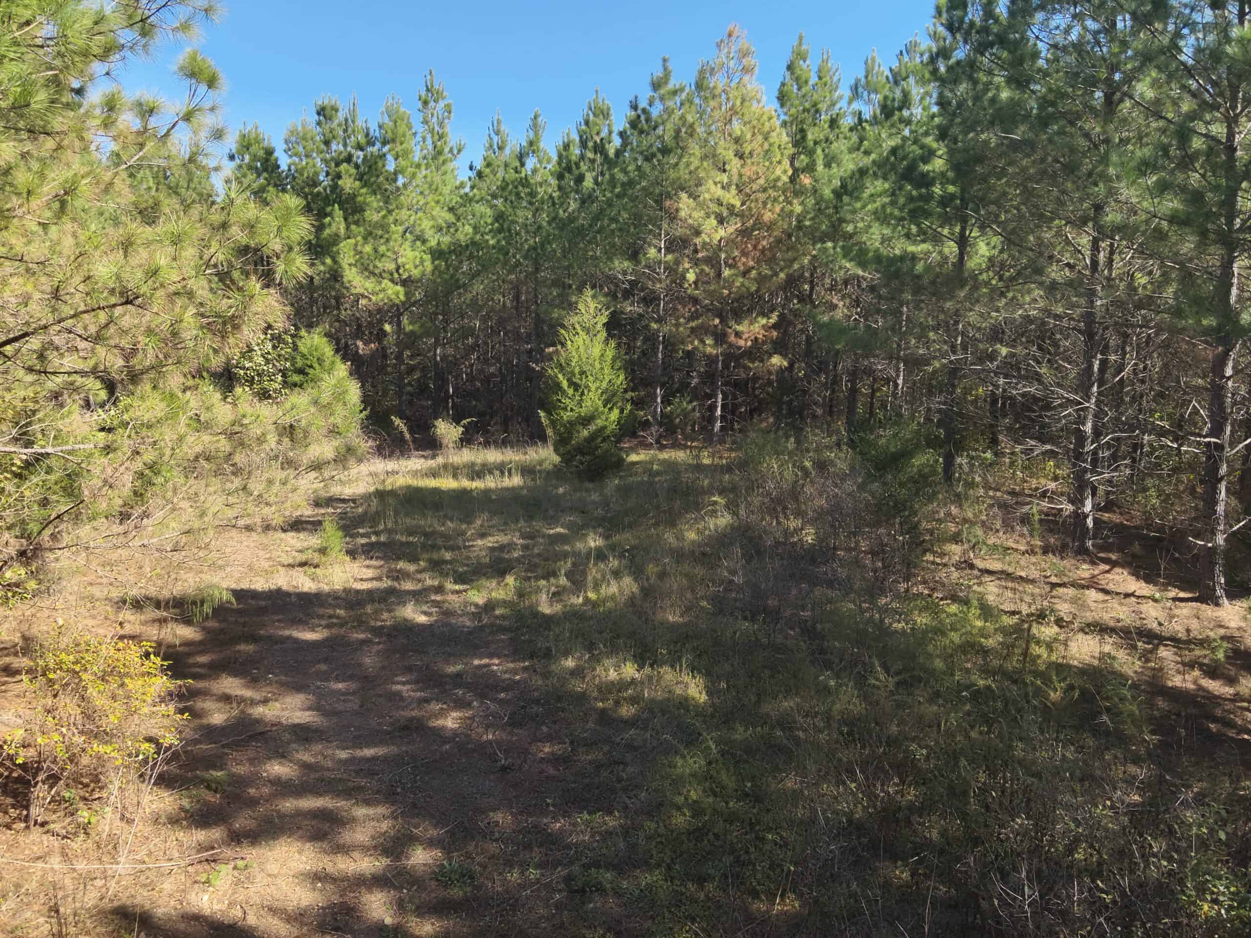 79.49 Acres Hunting and Timberland For Sale in Linden, TN