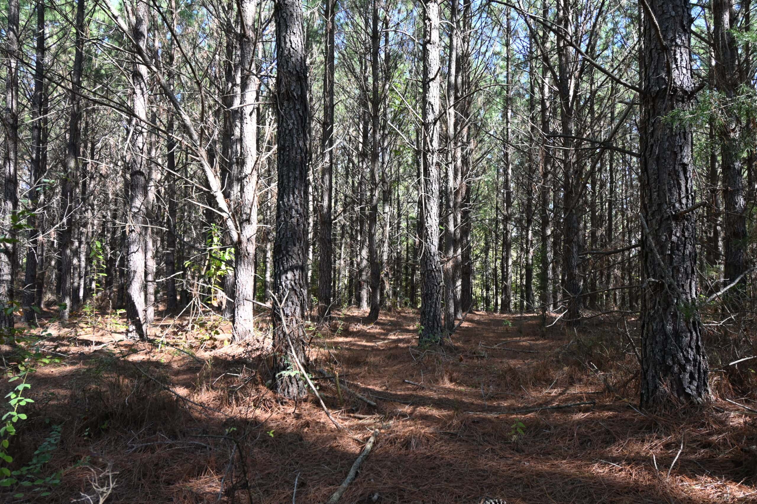 79.49 Acres Hunting and Timberland For Sale in Linden, TN
