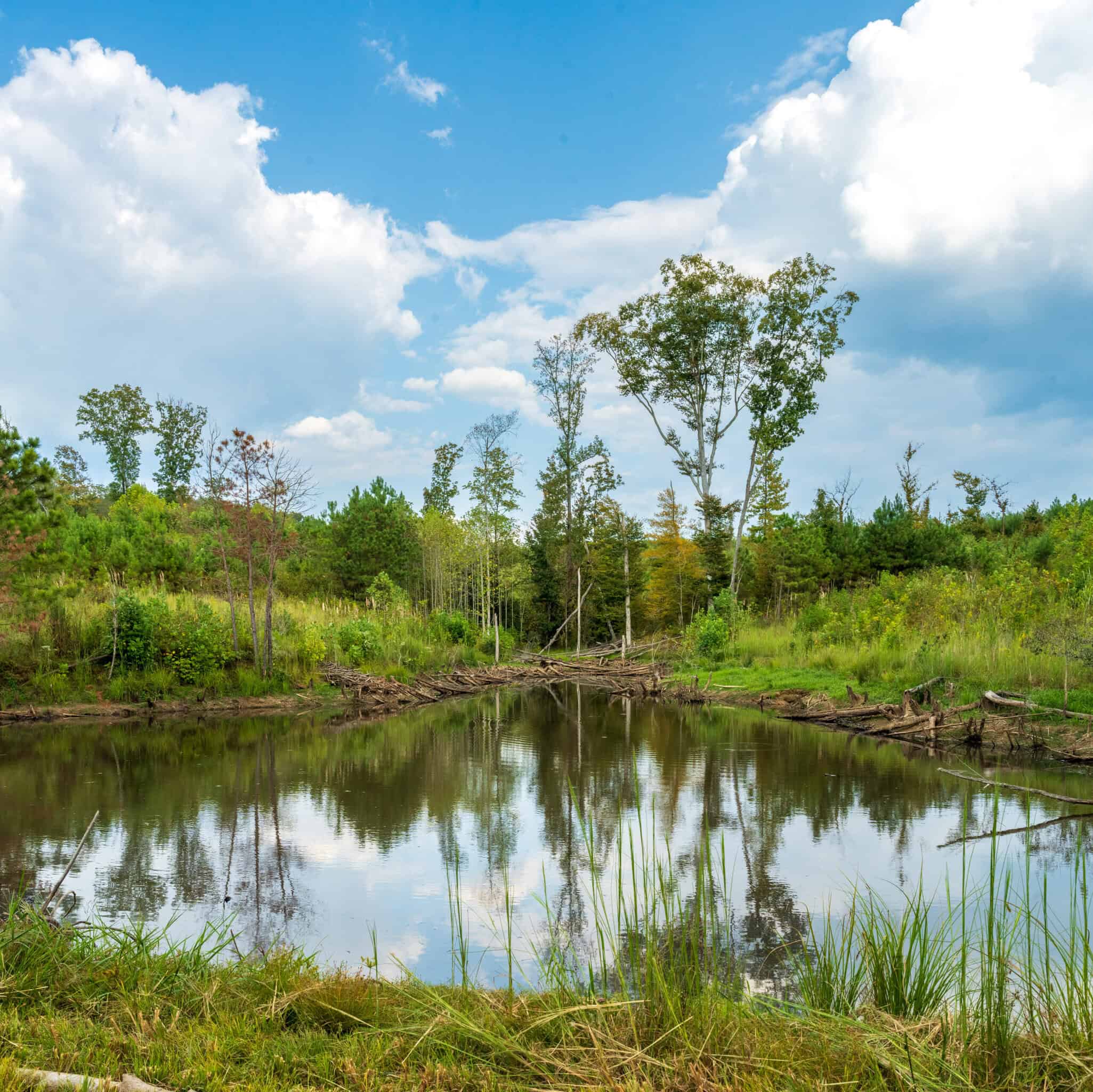 Premier Hunting & Recreation Property in Middleton, TN