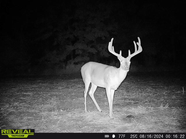 245.4 +\- acres with home in Cross Timbers MO