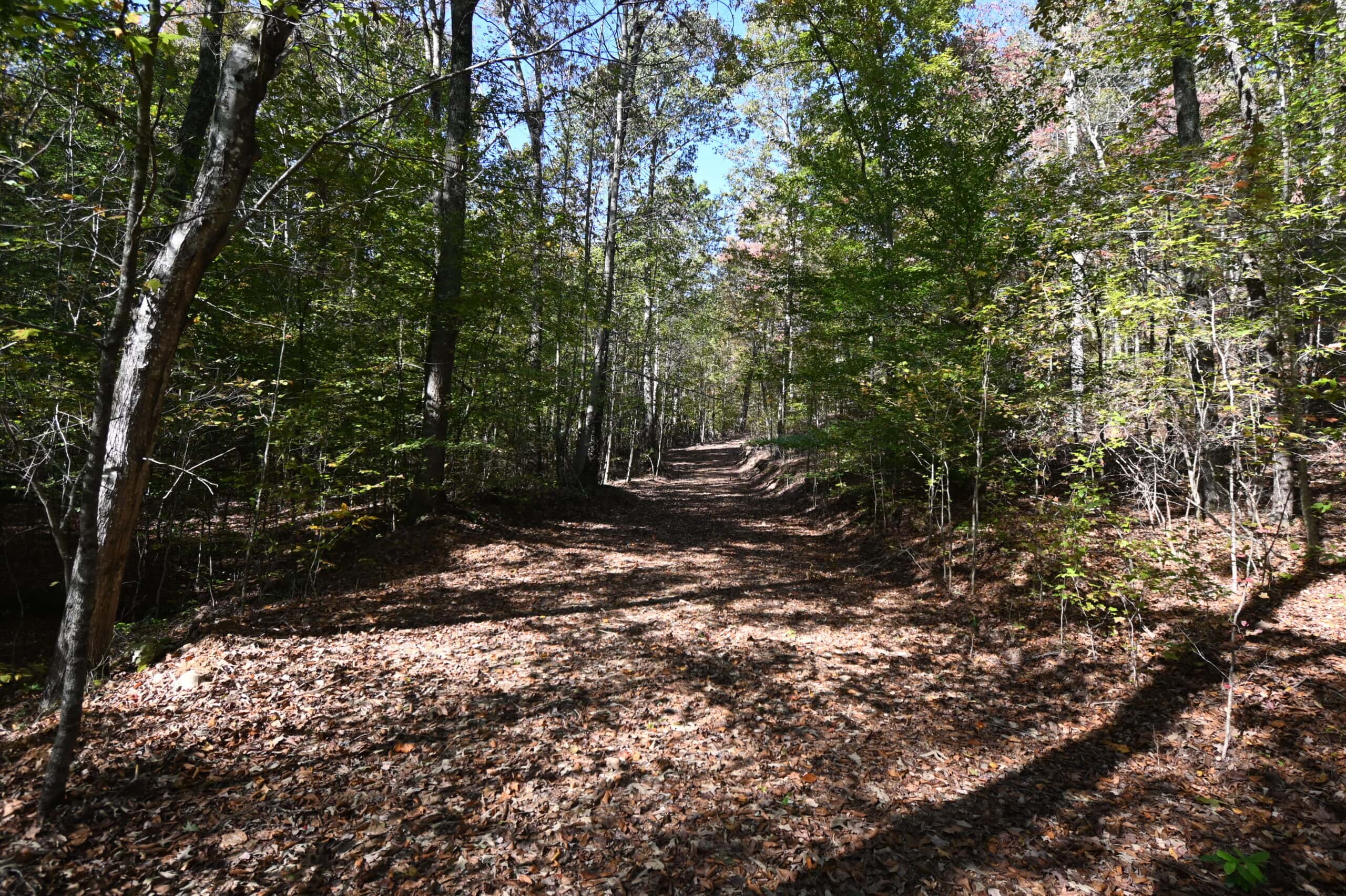 79.49 Acres Hunting and Timberland For Sale in Linden, TN