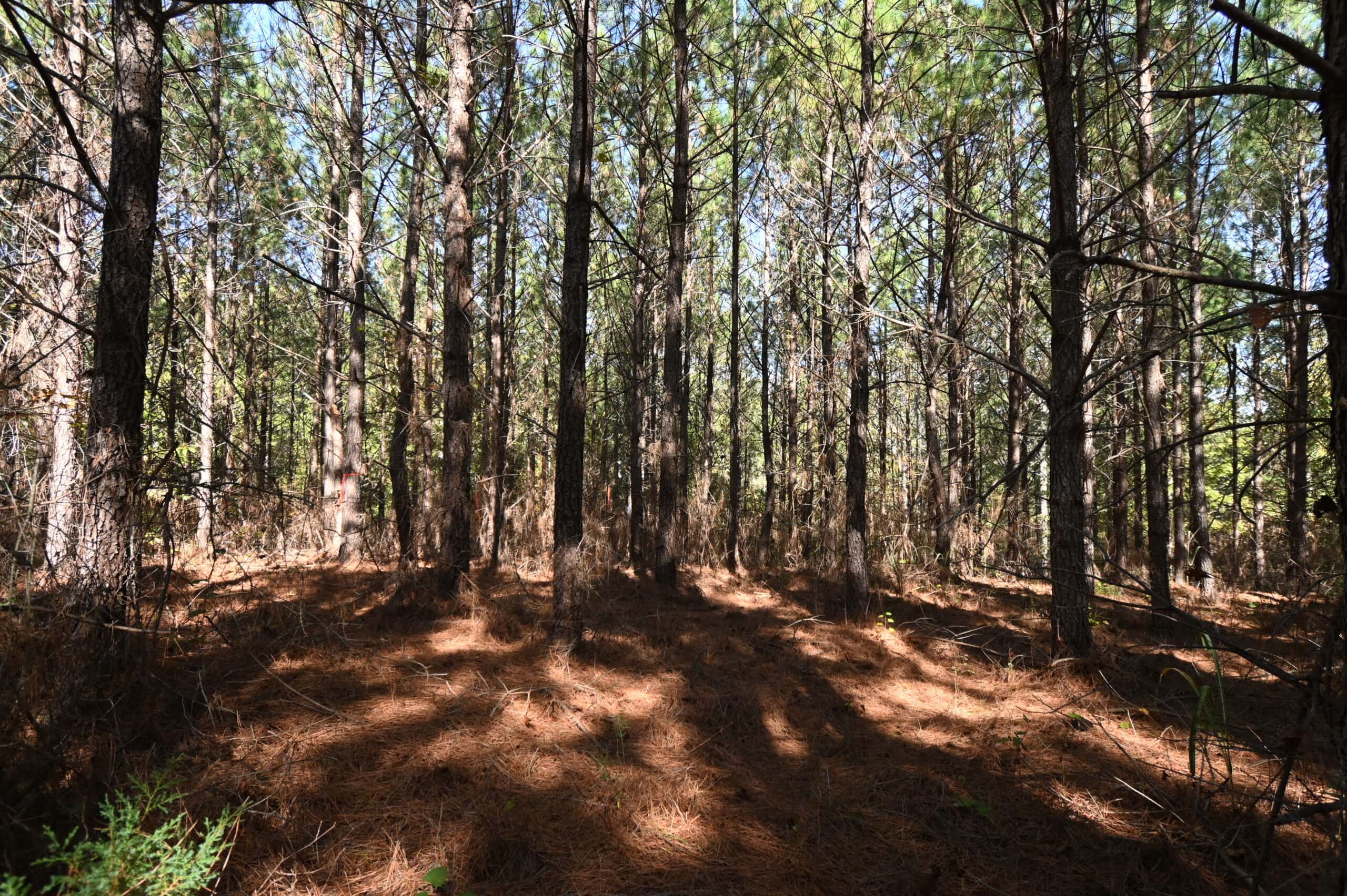 79.49 Acres Hunting and Timberland For Sale in Linden, TN