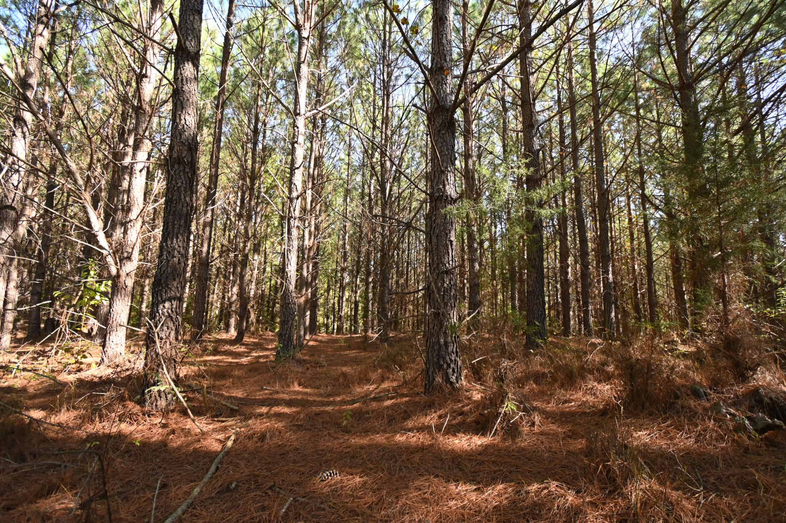 79.49 Acres Hunting and Timberland For Sale in Linden, TN