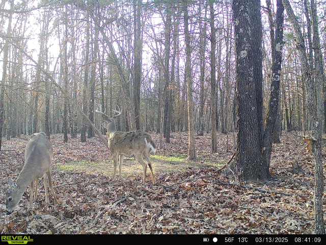 245.4 +\- acres with home in Cross Timbers MO