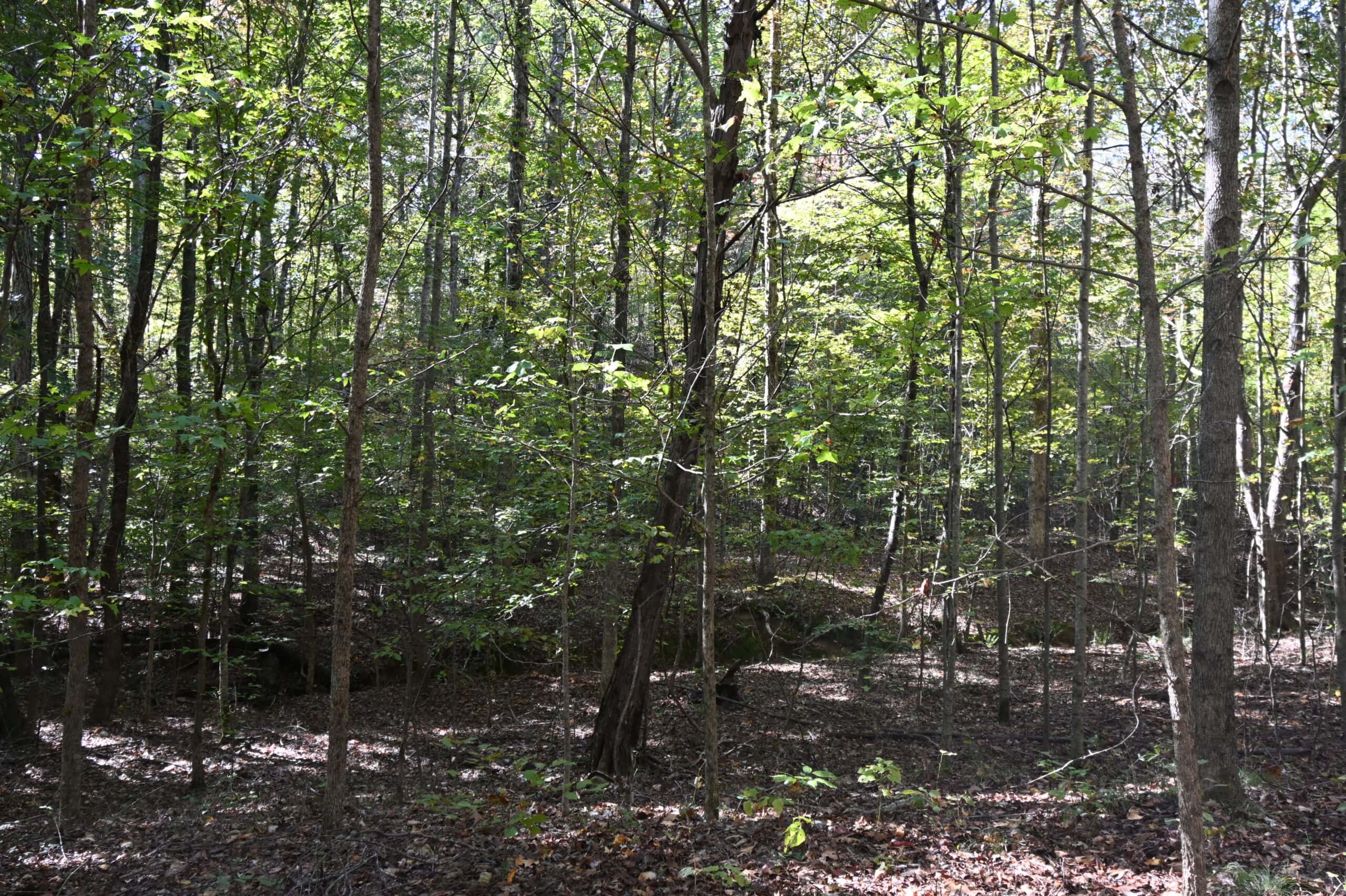 79.49 Acres Hunting and Timberland For Sale in Linden, TN