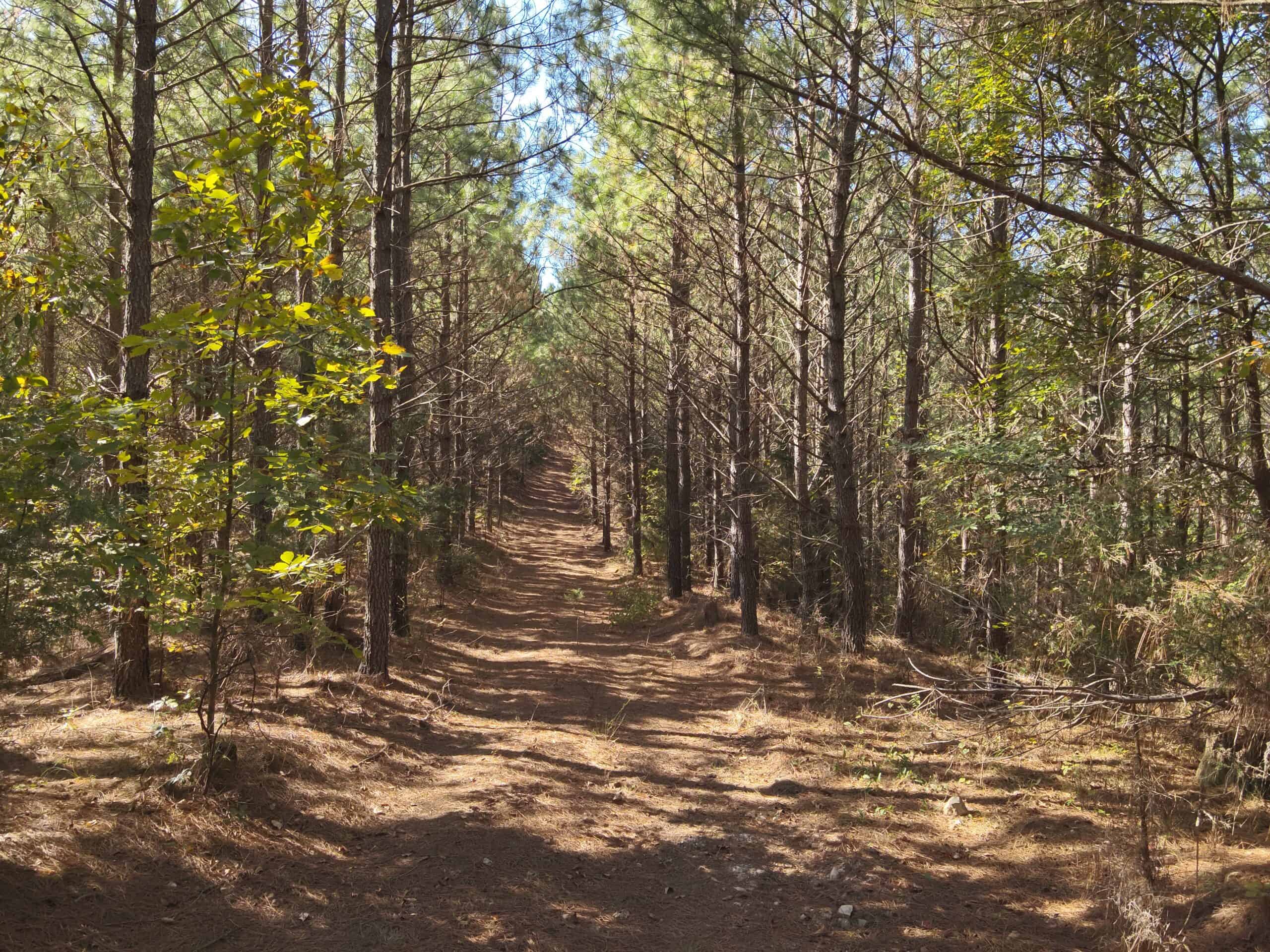 79.49 Acres Hunting and Timberland For Sale in Linden, TN